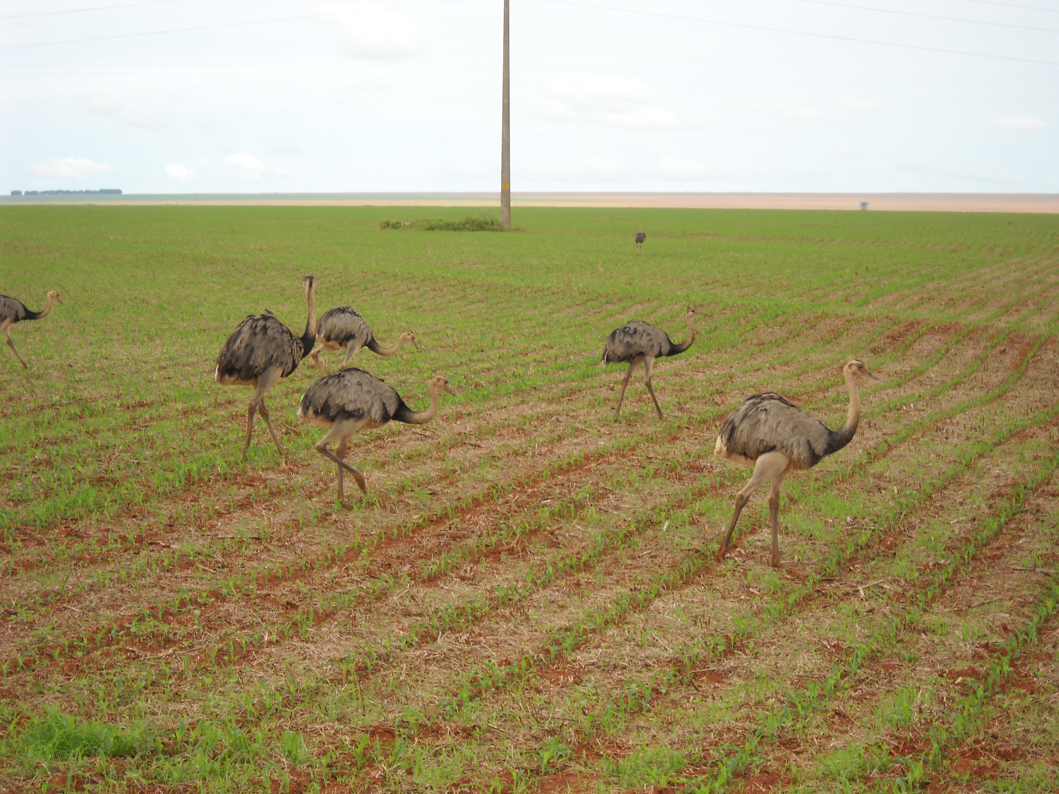 Emus in safrinha corn near Itiquira in far southern Mato Grosso