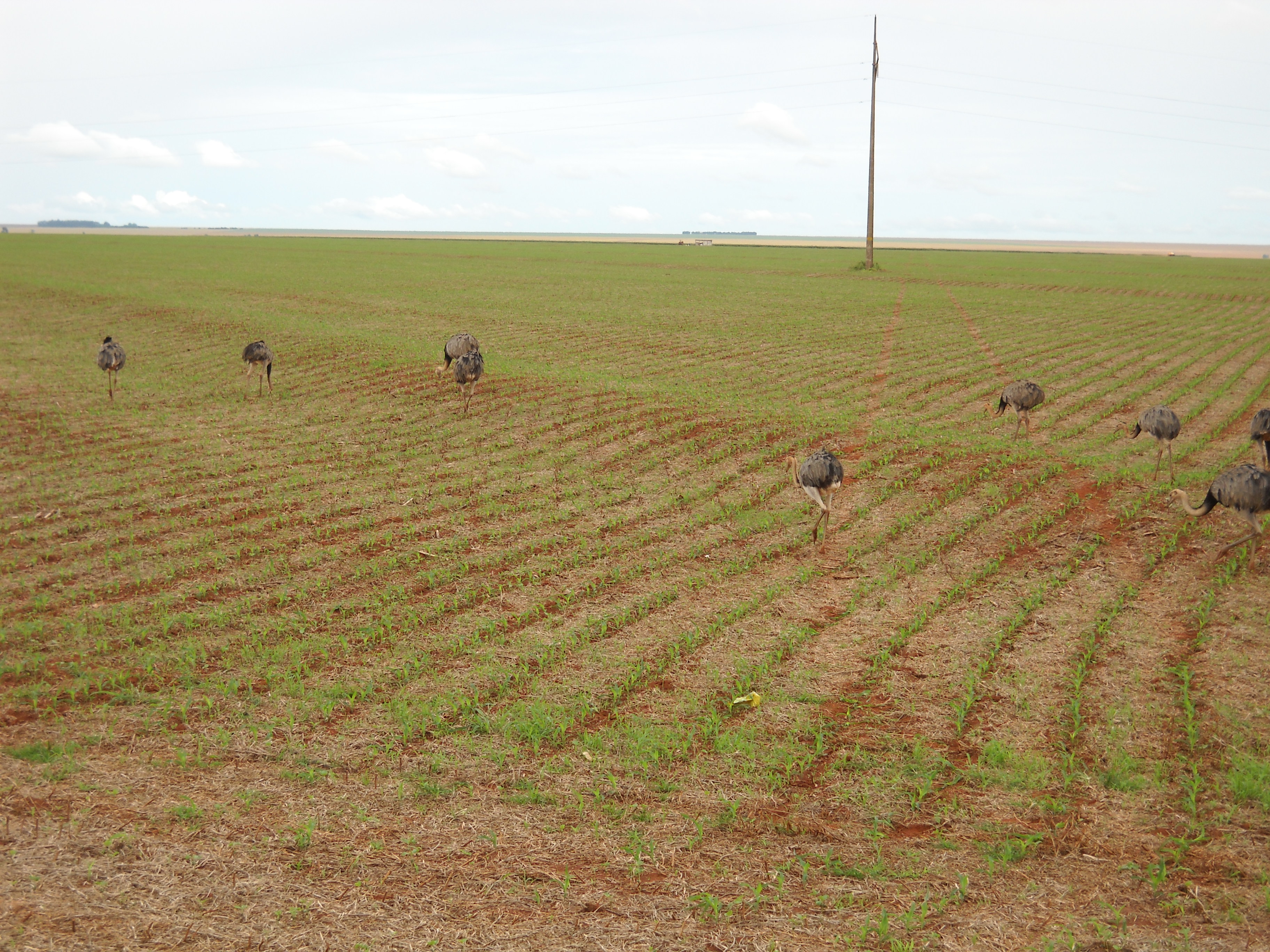 Emus in safrinha corn near Itiquira in far southern Mato Grosso