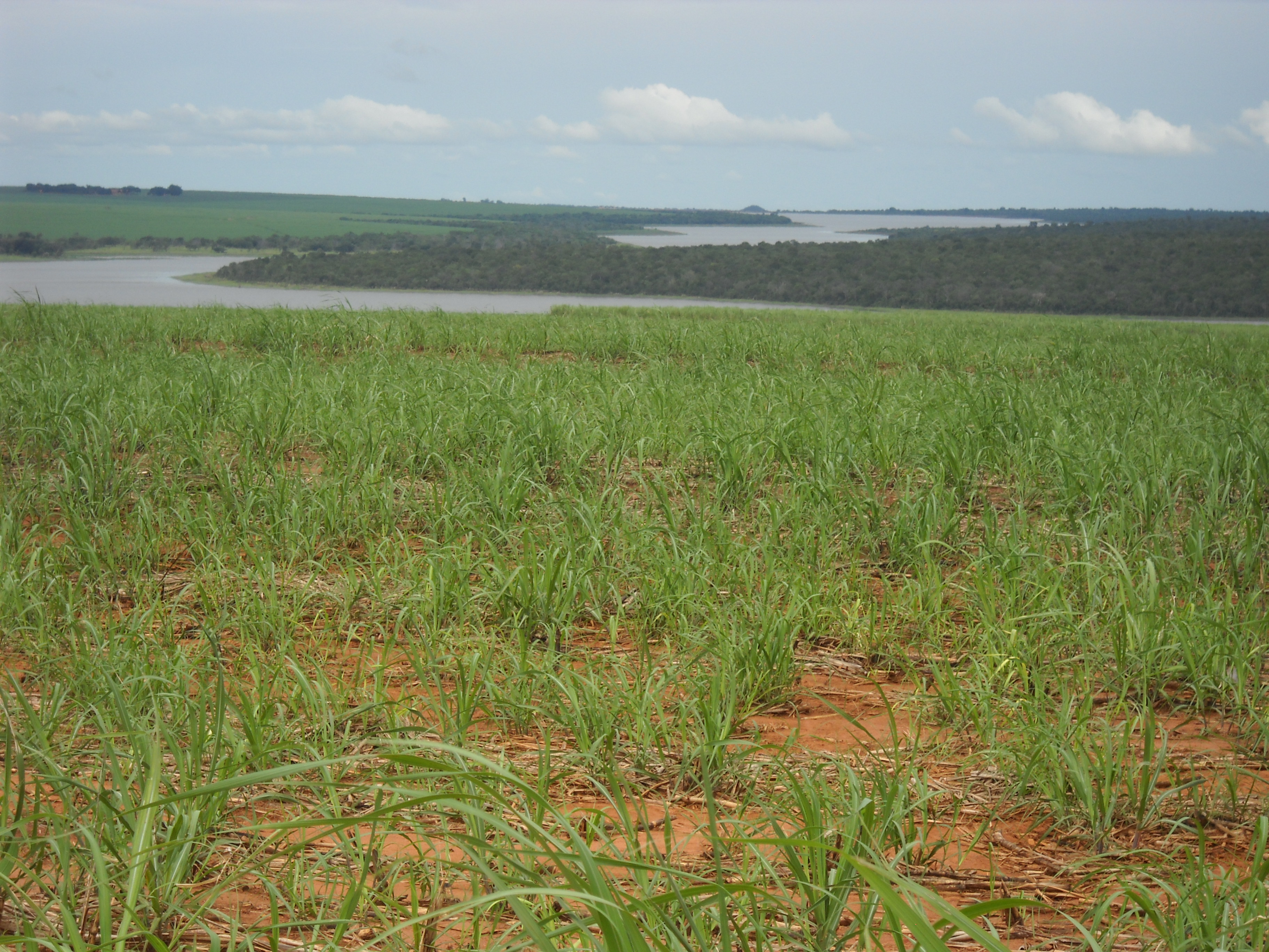 Emerging sugarcane near Sonora in northern Mato Grosso do Sul