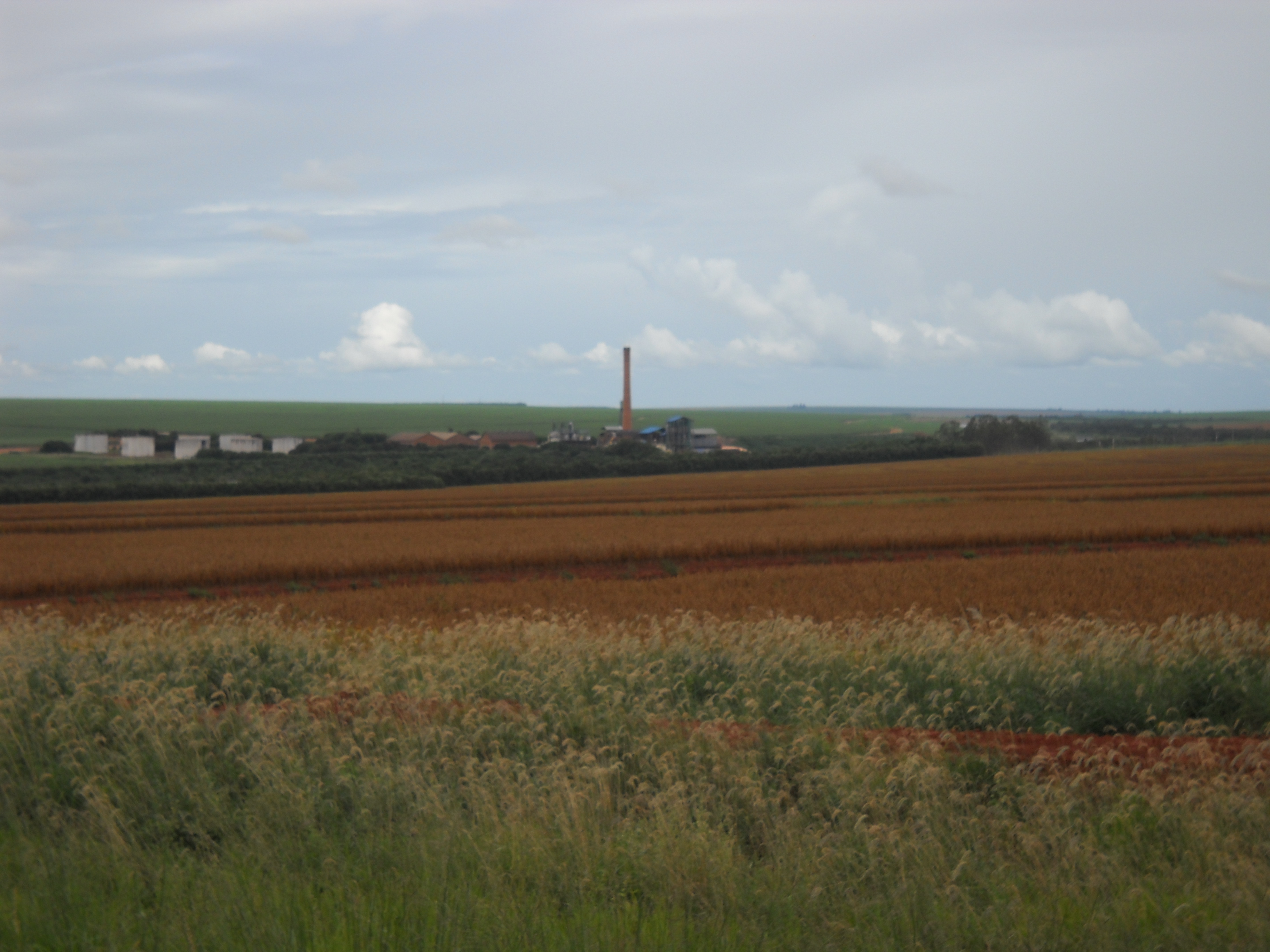 Soybeans and sugarcane near Sonora in northern Mato Grosso do Sul