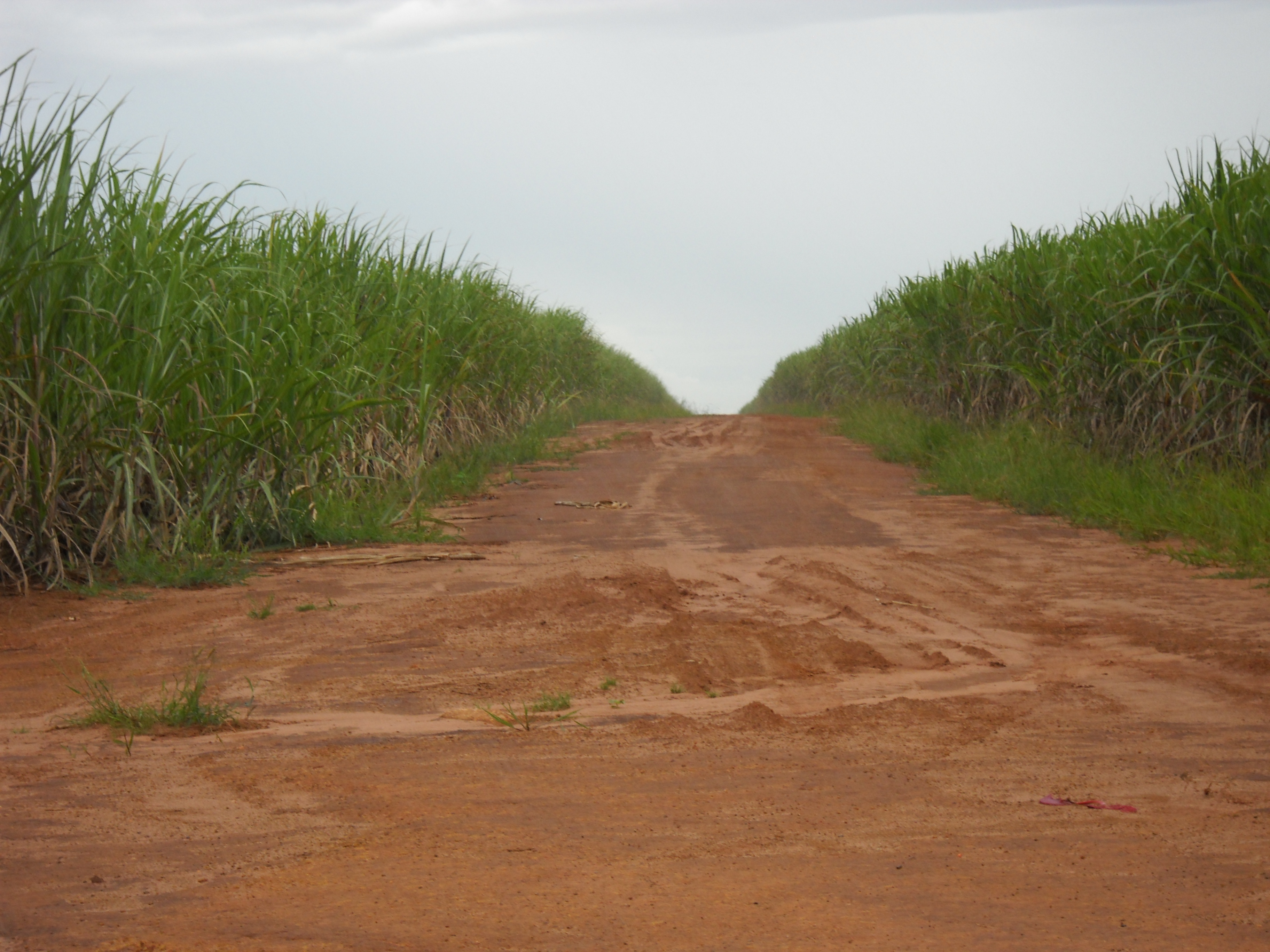 Sugarcane production near Sonora in northern Mato Grosso do Sul