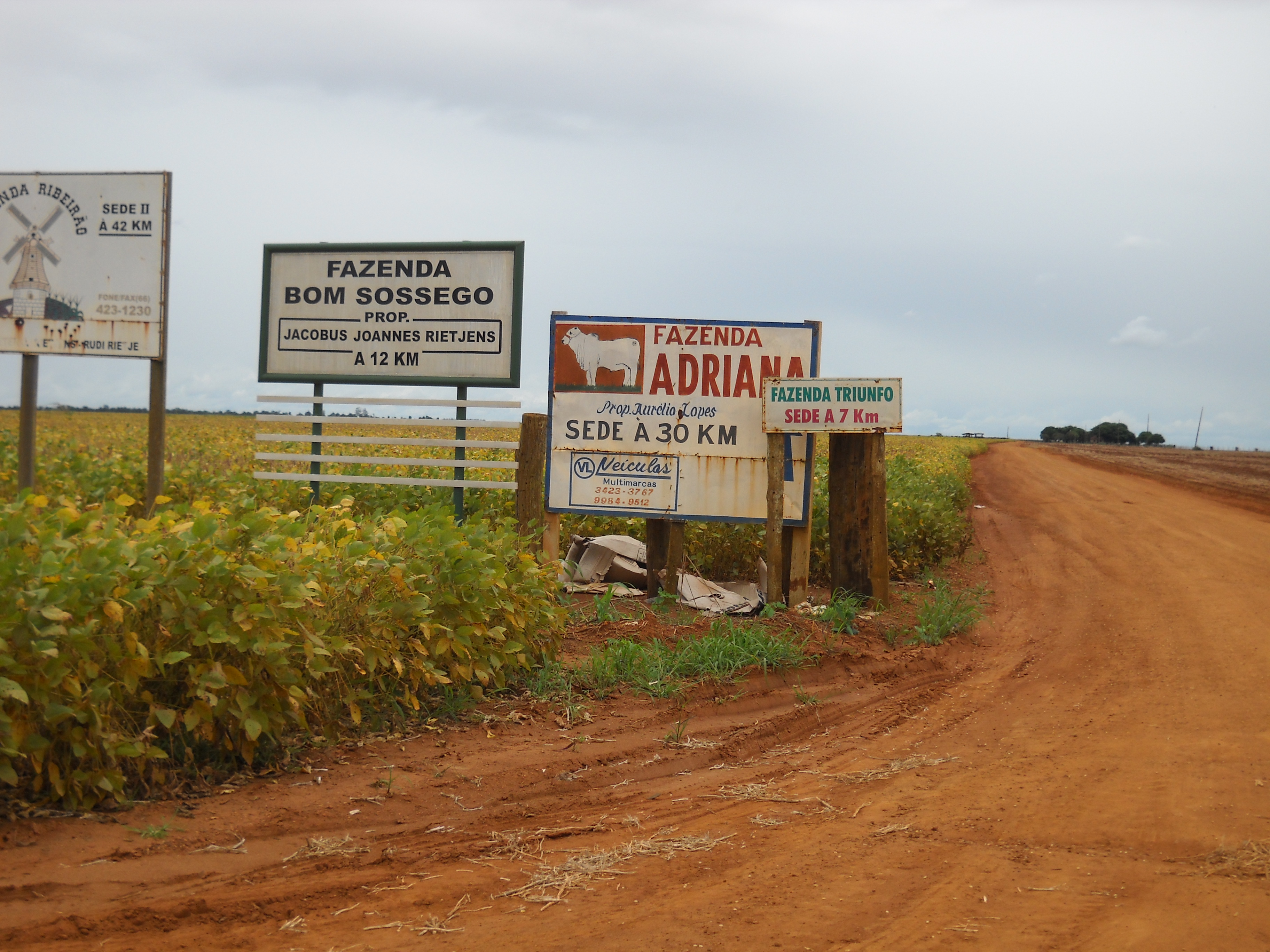 Maturing soybeans near Itiquira in far southern Mato Grosso