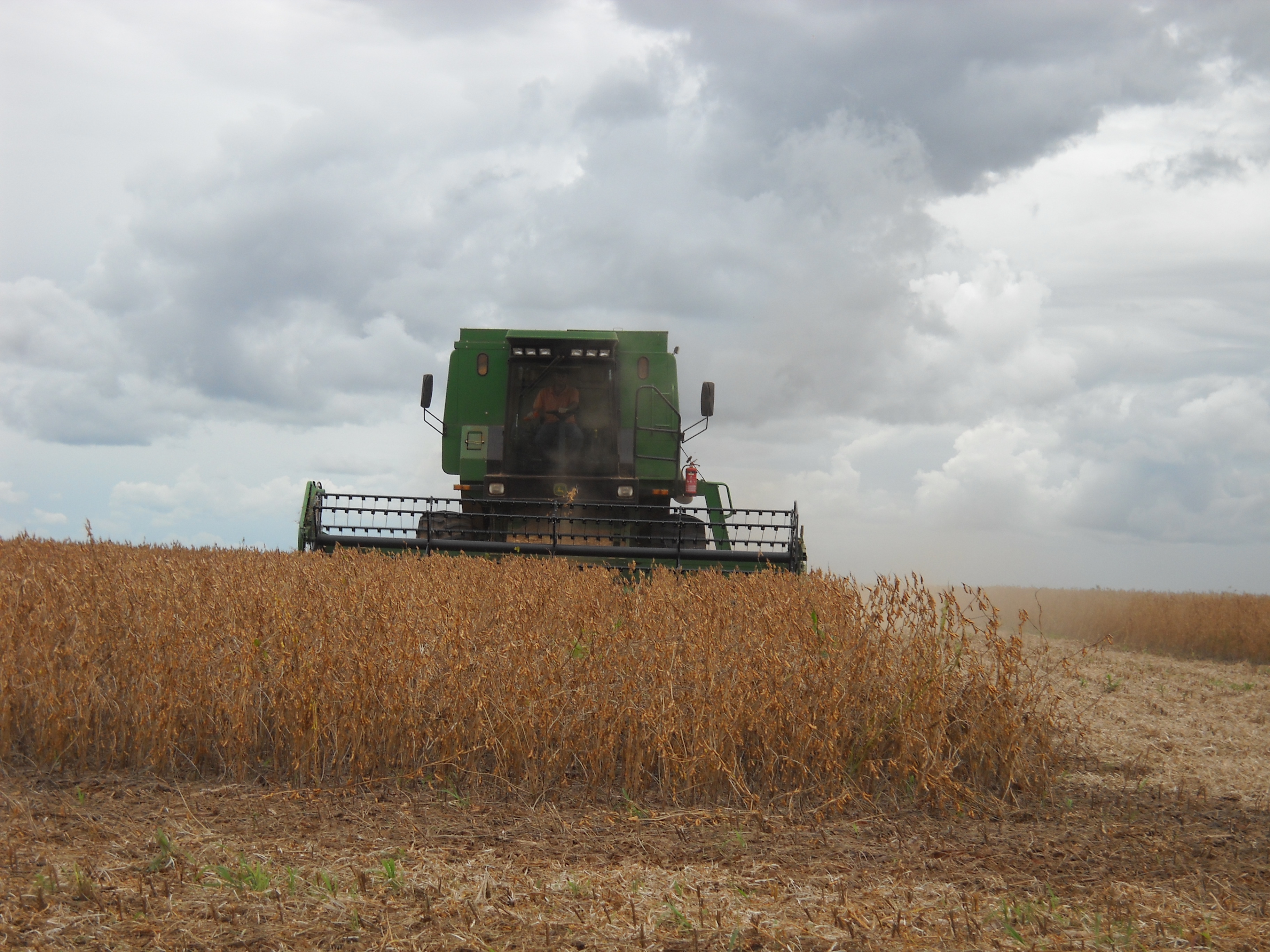 Harvesting medium maturing soybeans near Itiquira in far southern Mato Grosso