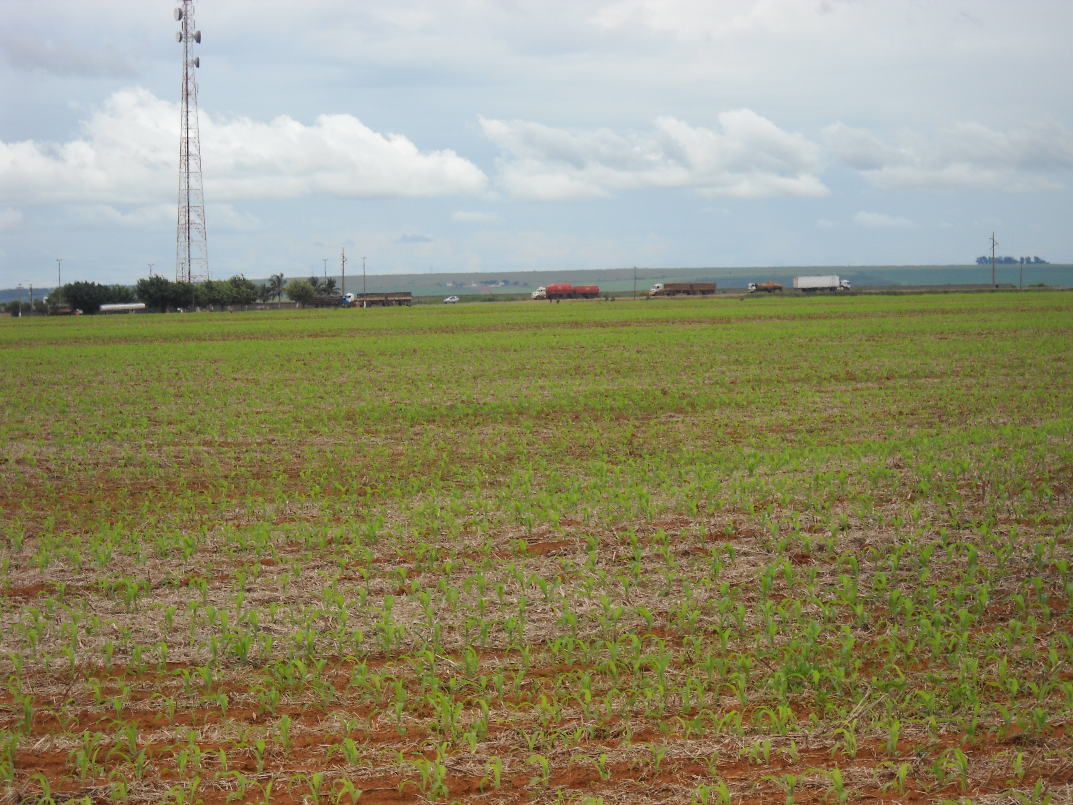 Safrinha corn and trucks on highway BR-163 near Itiquira in far southern Mato Grosso