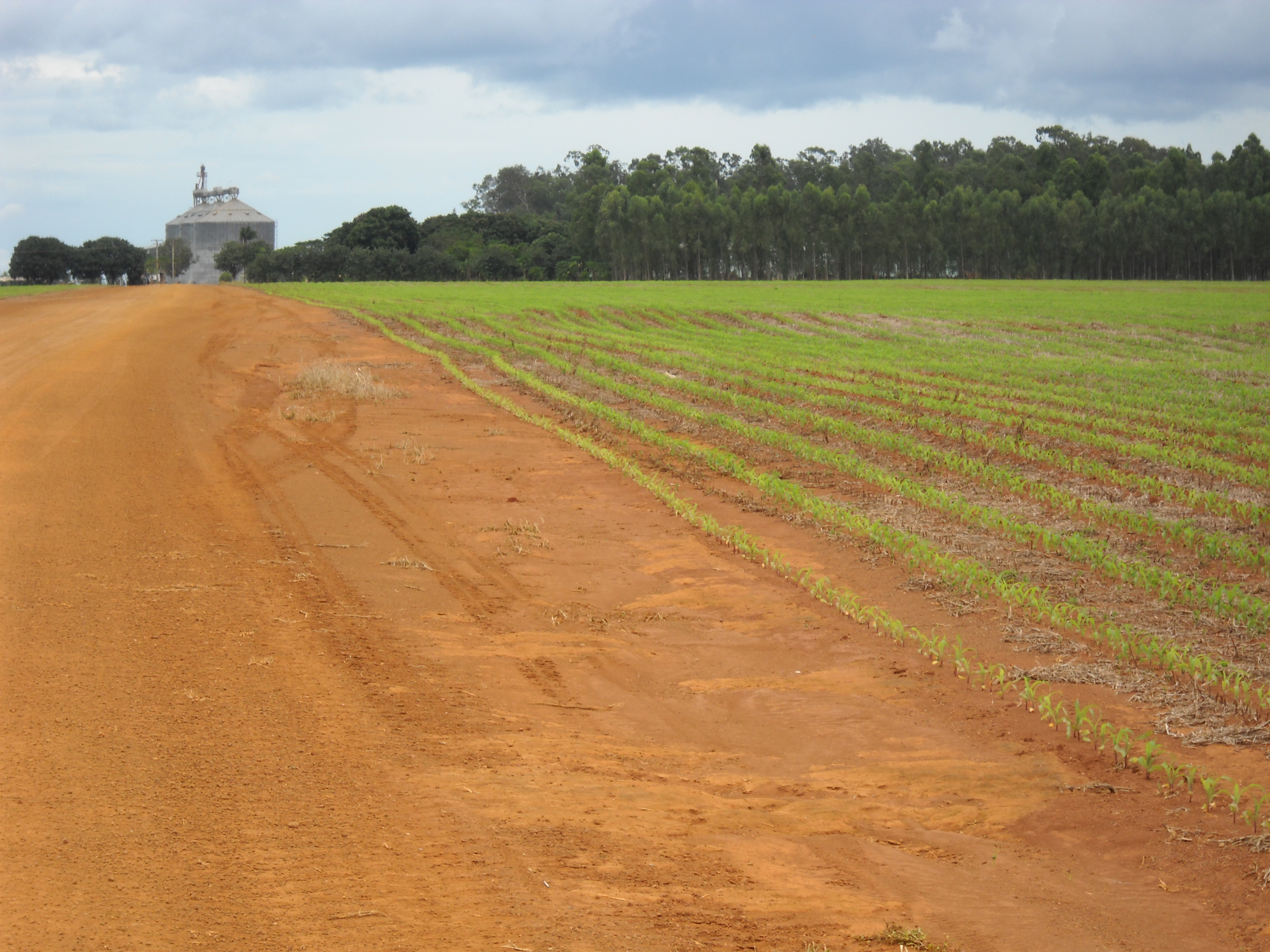 Safrinha corn production near Itiquira in far southern Mato Grosso