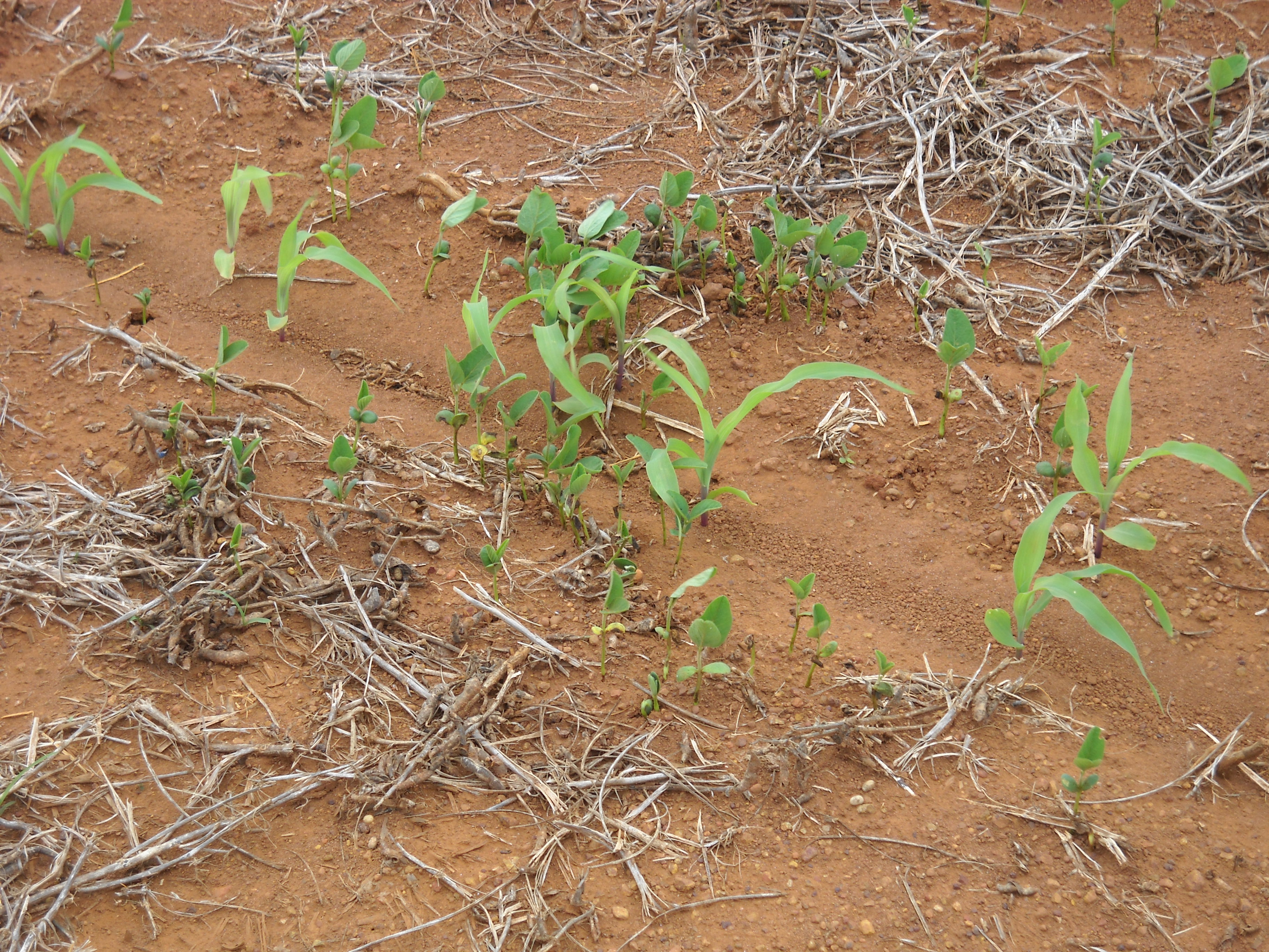 Safrinha corn and germinating soybeans near Itiquira in far southern Mato Grosso