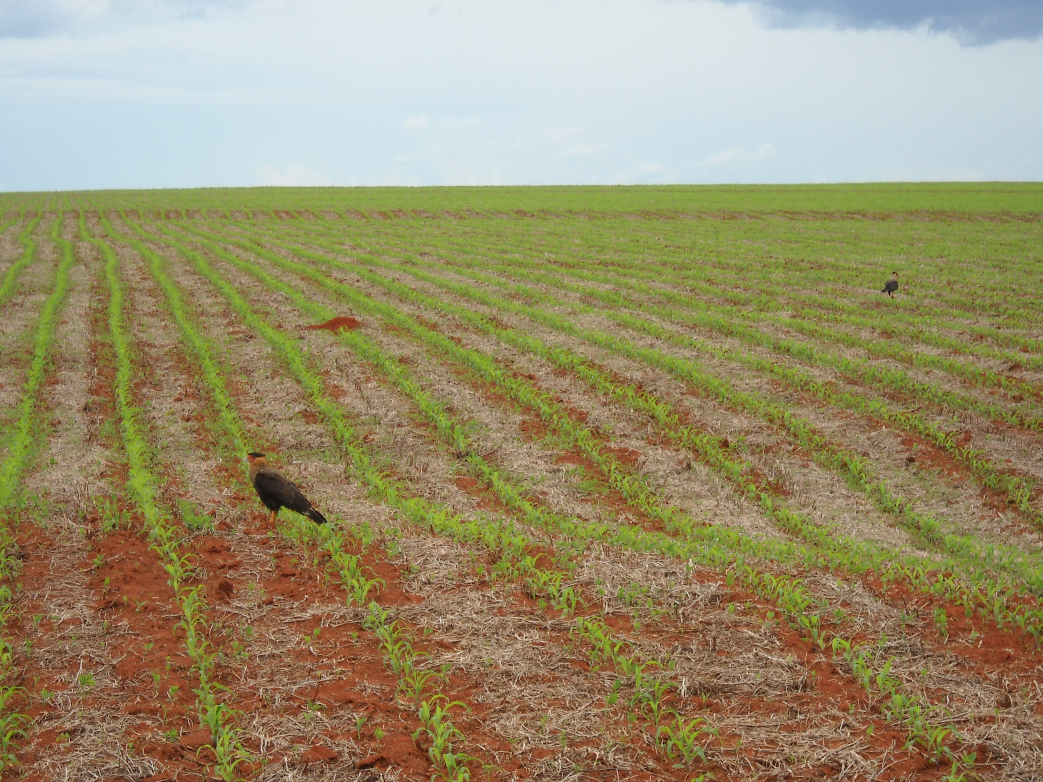 Hawks in safrinha cornfield near Itiquira in far southern Mato Grosso