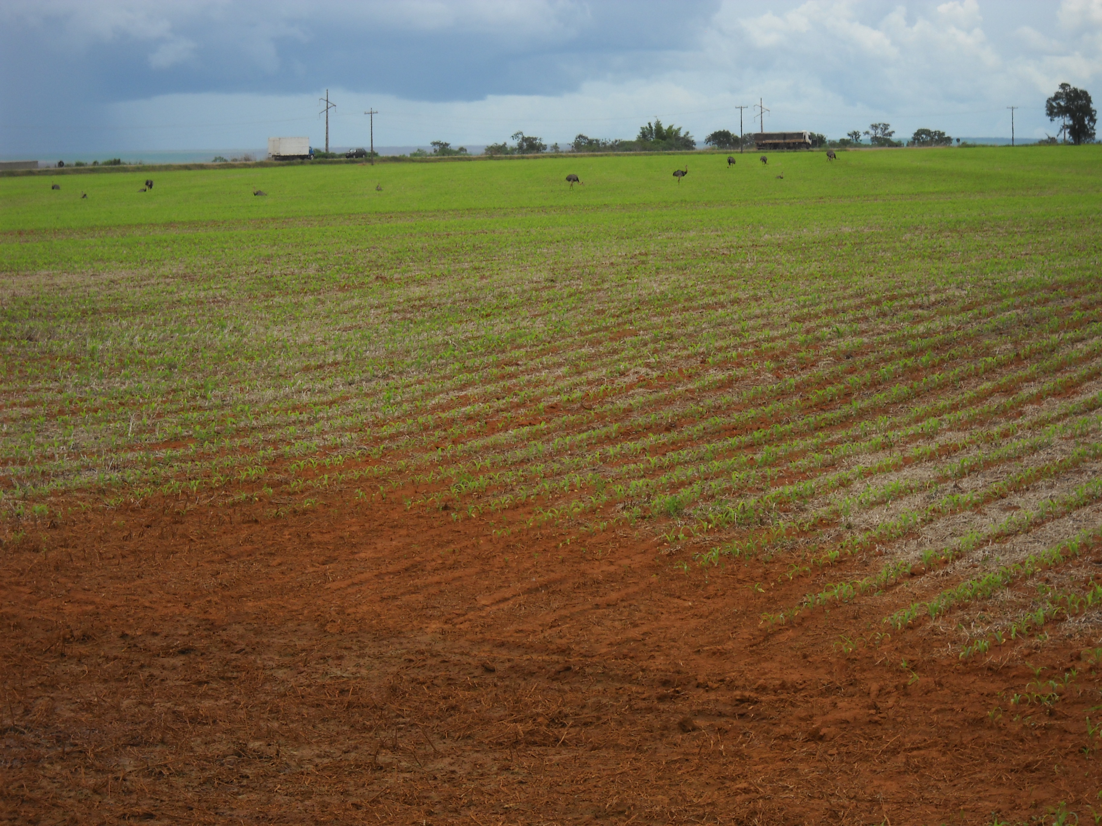 Emus and safrinha corn production near Itiquira in far southern Mato Grosso