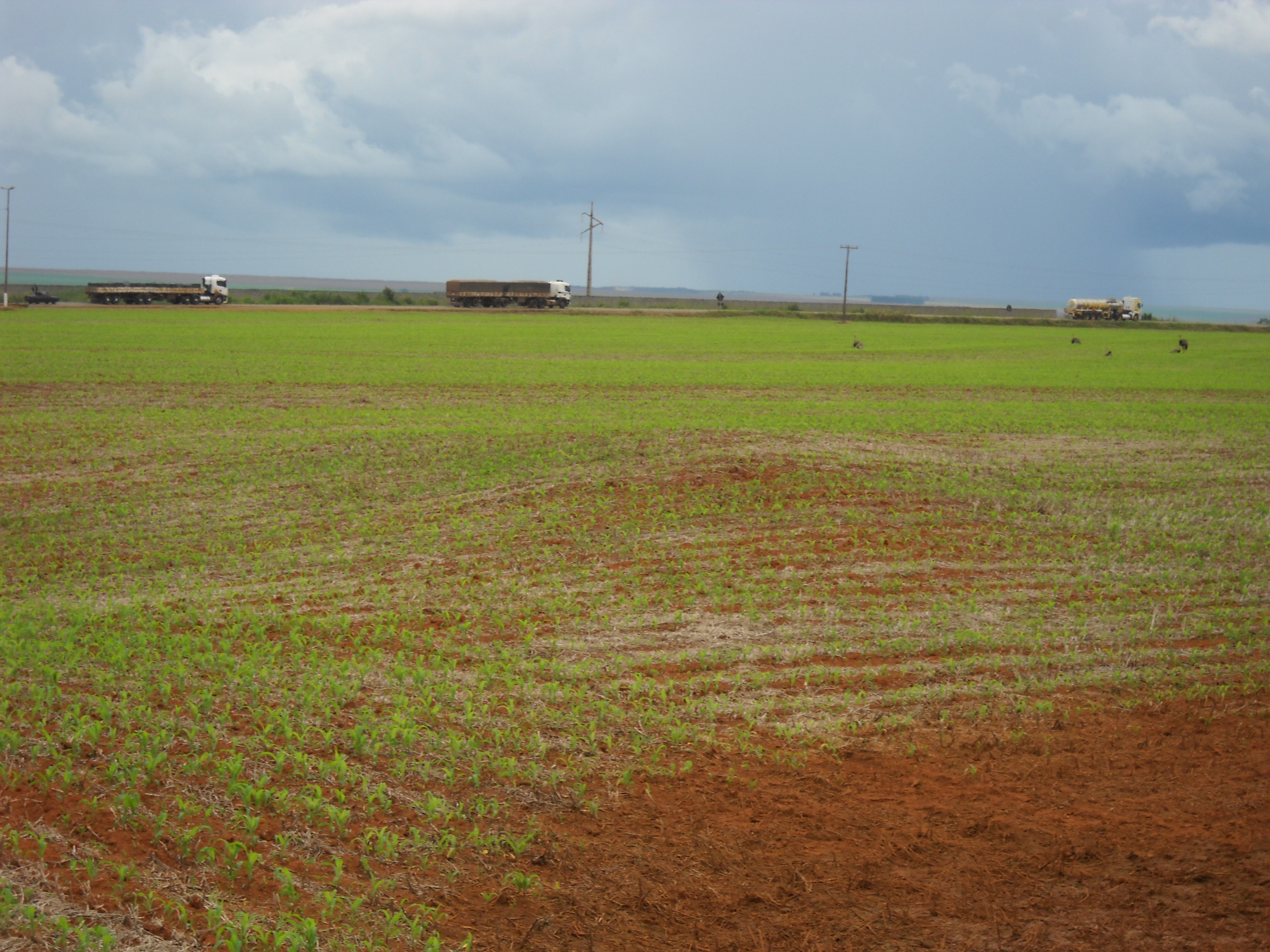 Safrinha corn and trucks on highway BR-163 near Itiquira in far southern Mato Grosso