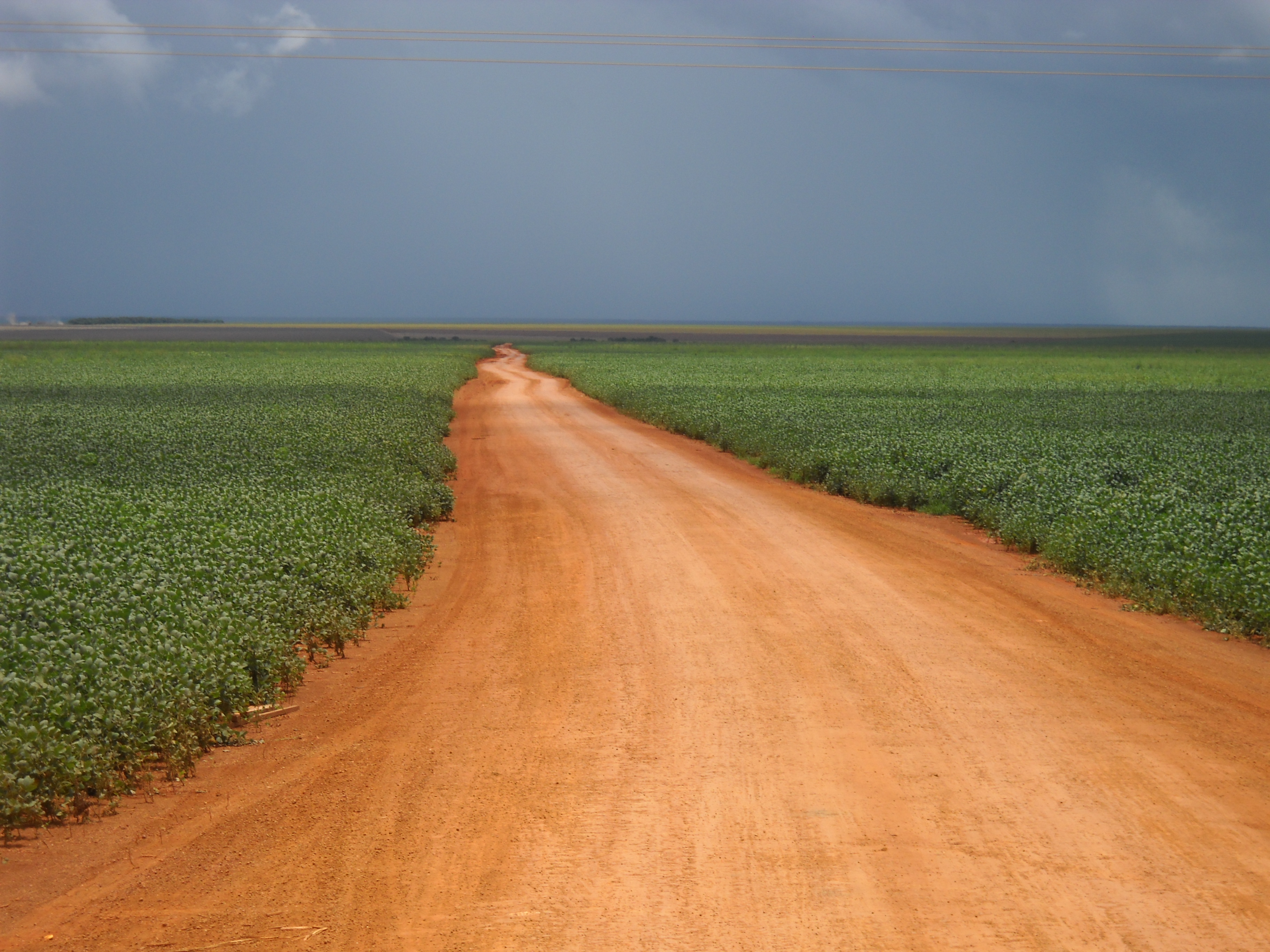 Late maturing soybeans south of Rondonopolis in southeastern Mato Grosso