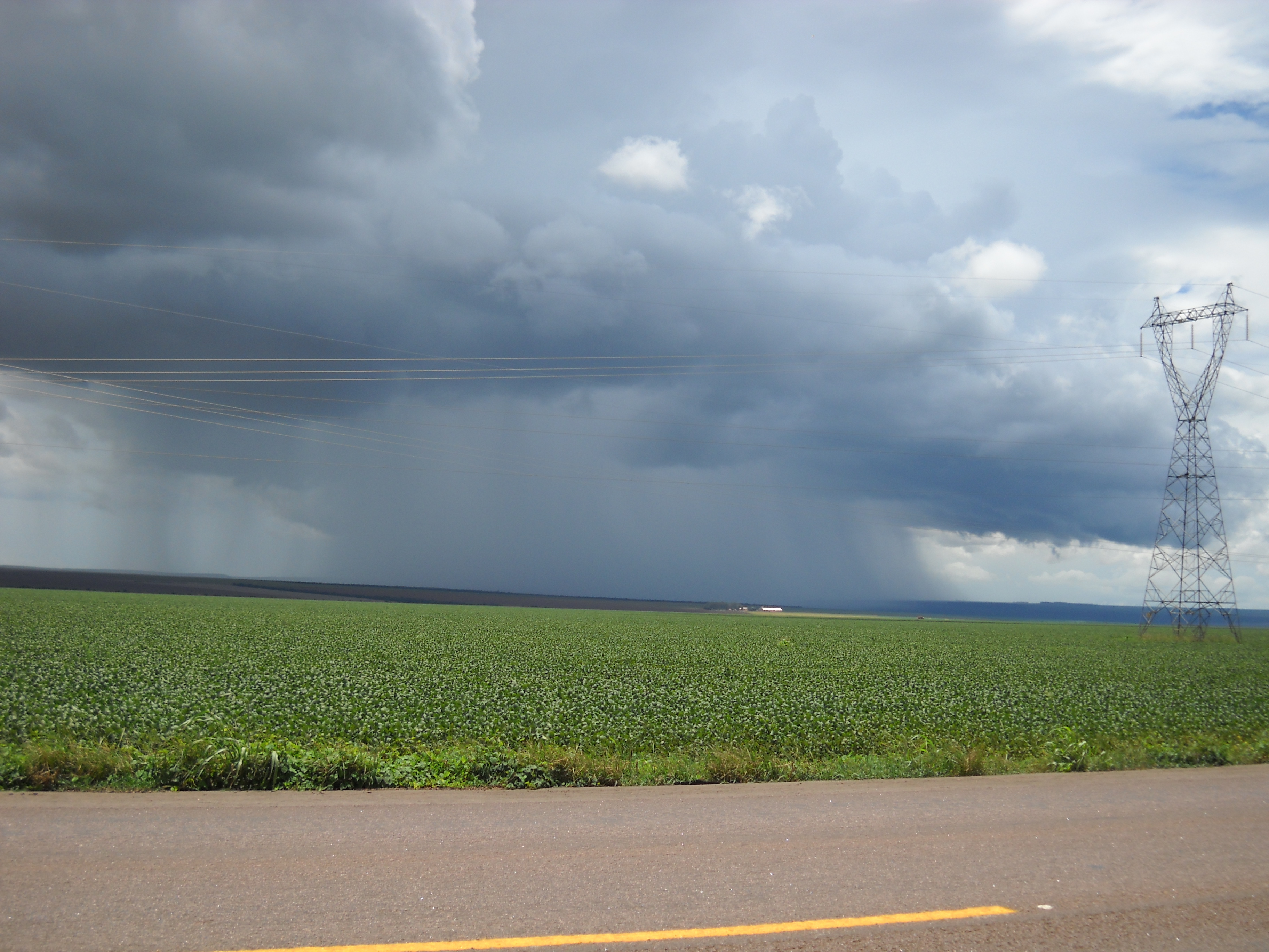 Late maturing soybeans and afternoon thunderstorm south of Rondonopolis in southeastern Mato Grosso