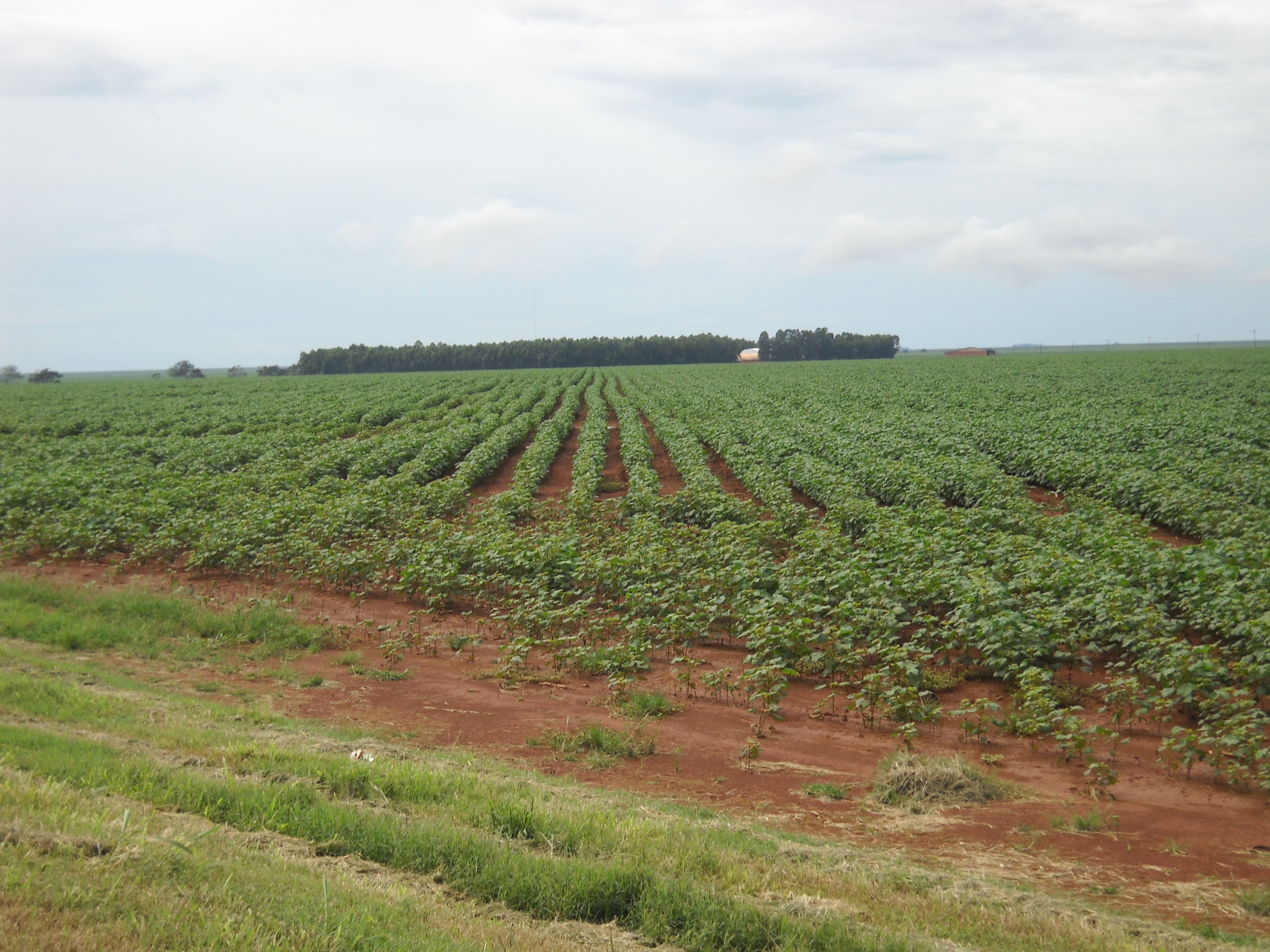 Full season cotton production near Alta Garcas in southeastern Mato Grosso