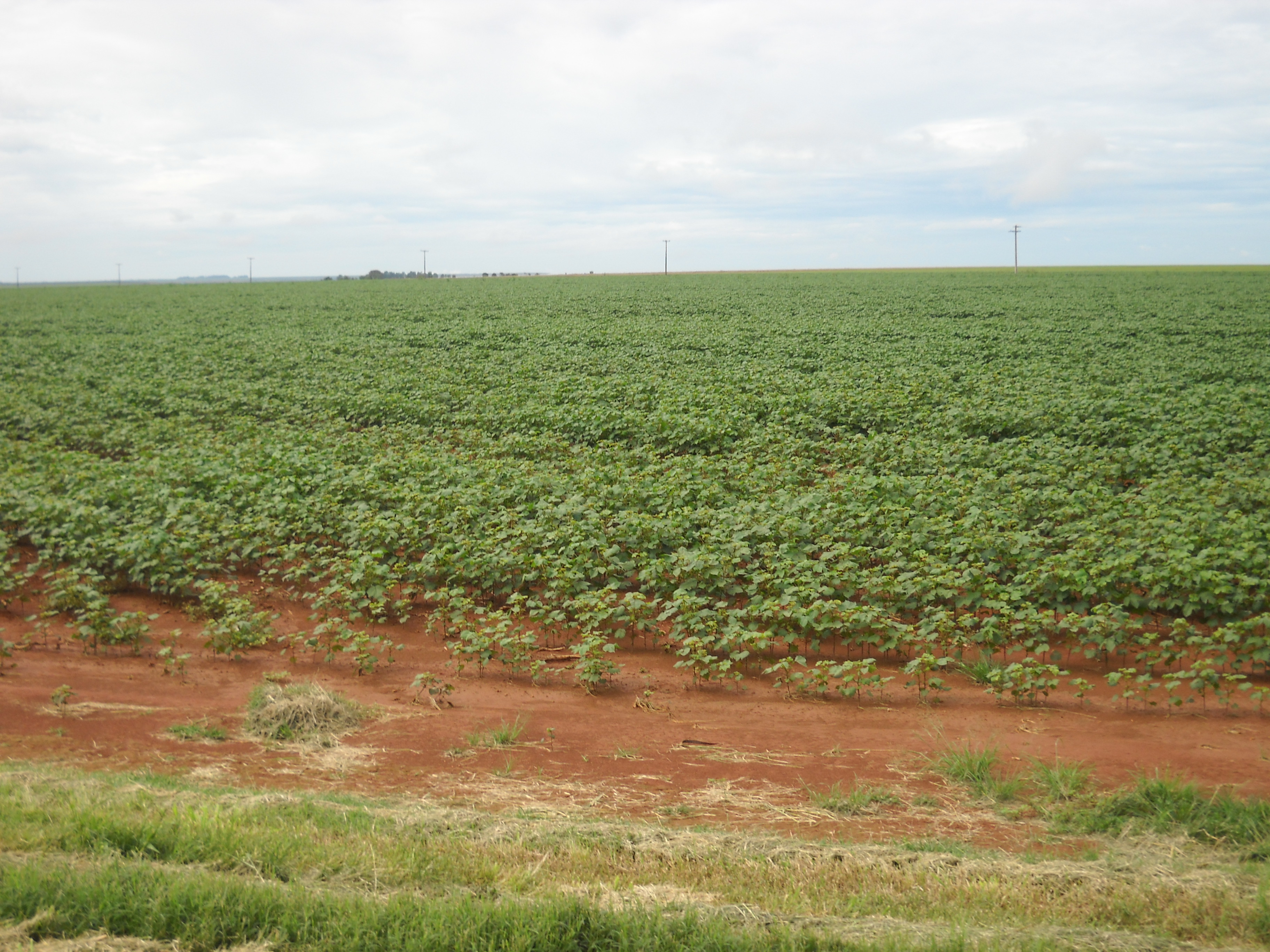 Full season cotton production near Alta Garcas in southeastern Mato Grosso