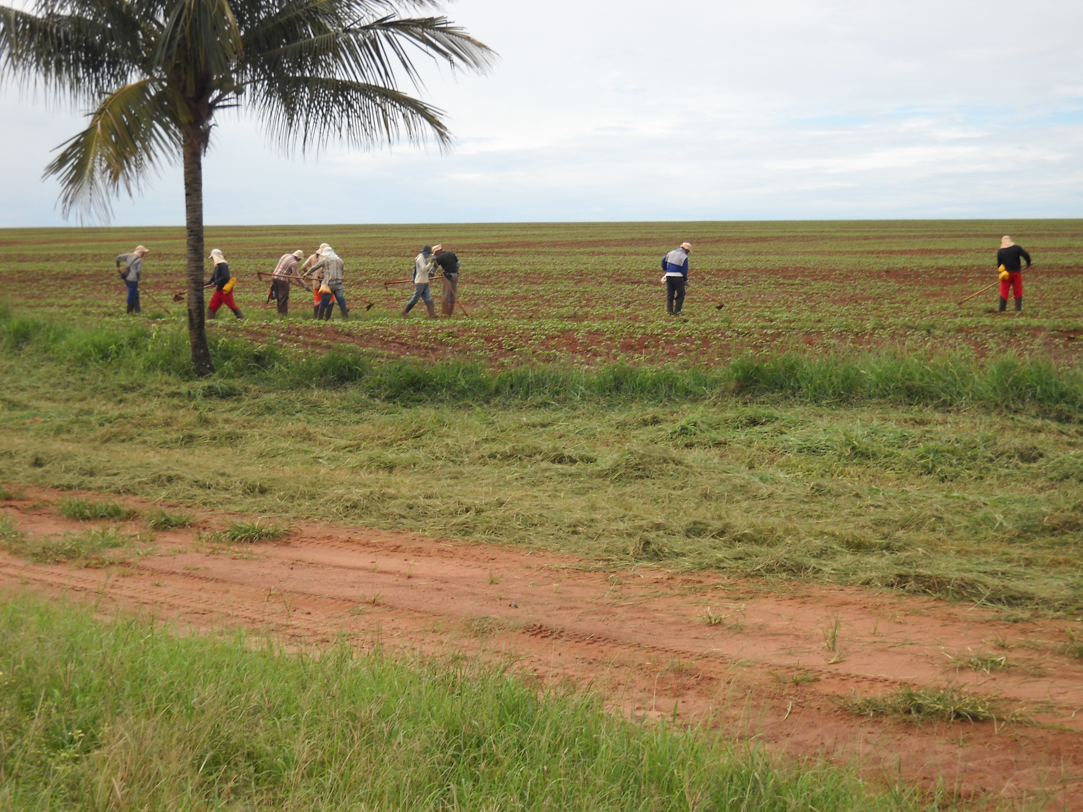 Hoeing weeds in safrinha cotton near Alta Garcas in southeastern Mato Grosso