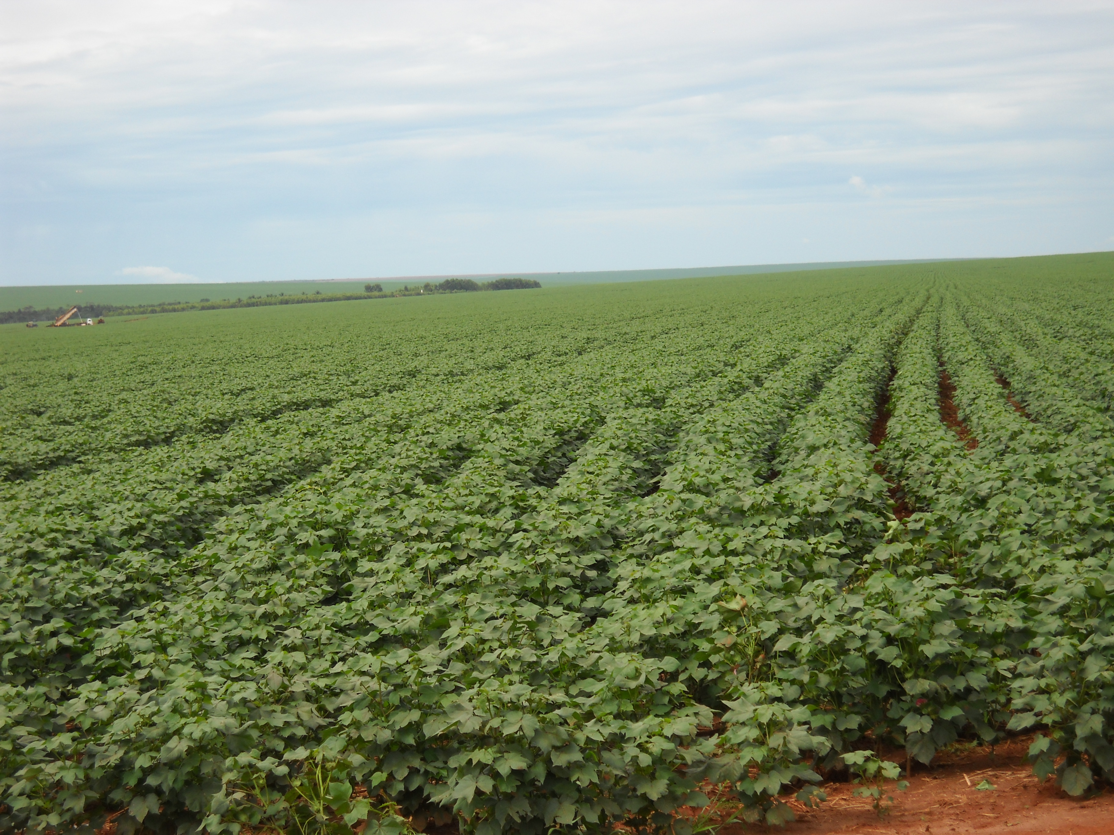 Full season cotton production ear Alta Garcas in southeastern Mato Grosso