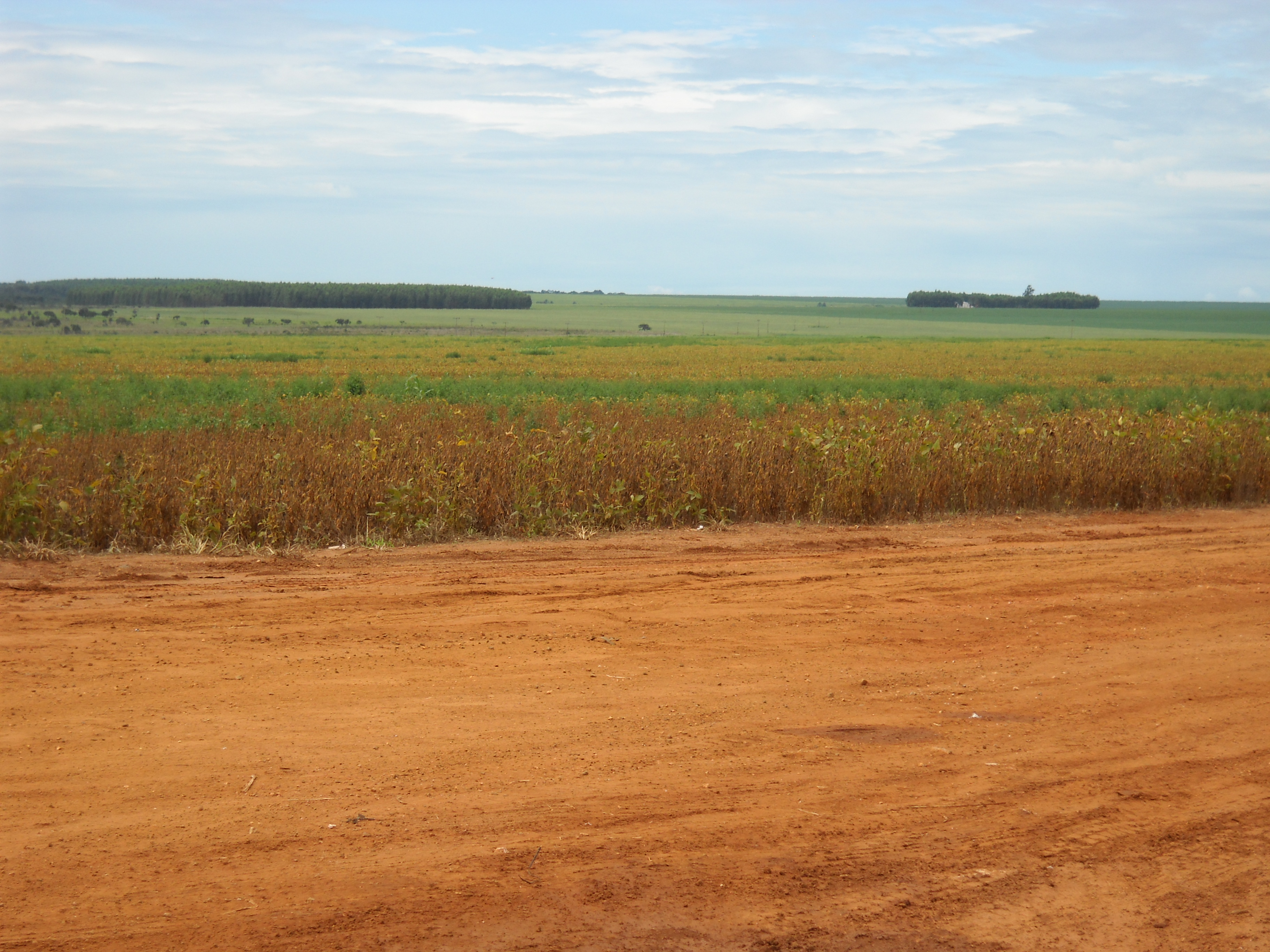 Maturing soybeans near Alta Garcas in southeastern Mato Grosso