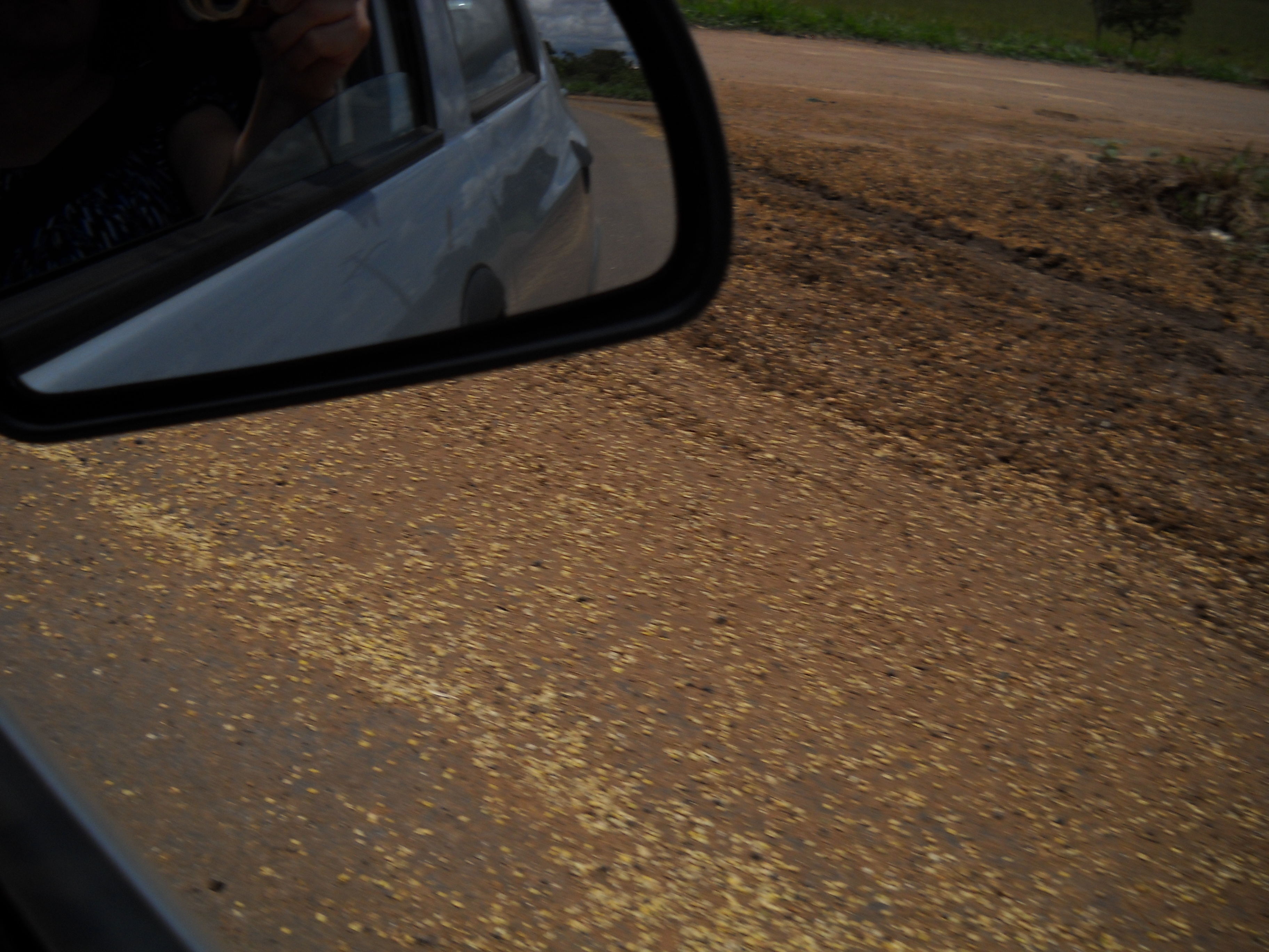 Soybeans along the side of the highway in southeastern Mato Grosso