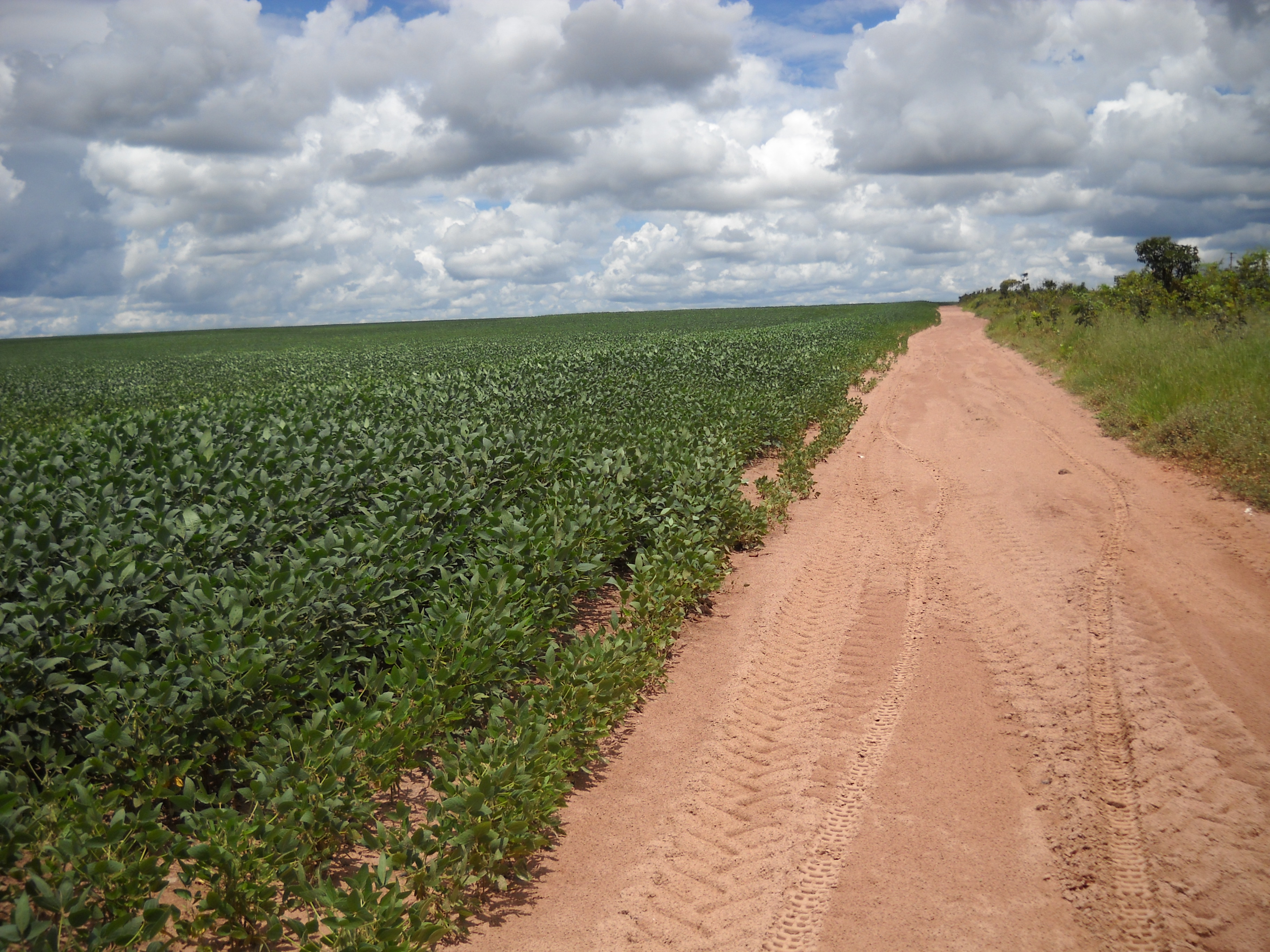 Soybeans growing in sandy soil near Alta Garcas in southeastern Mato Grosso