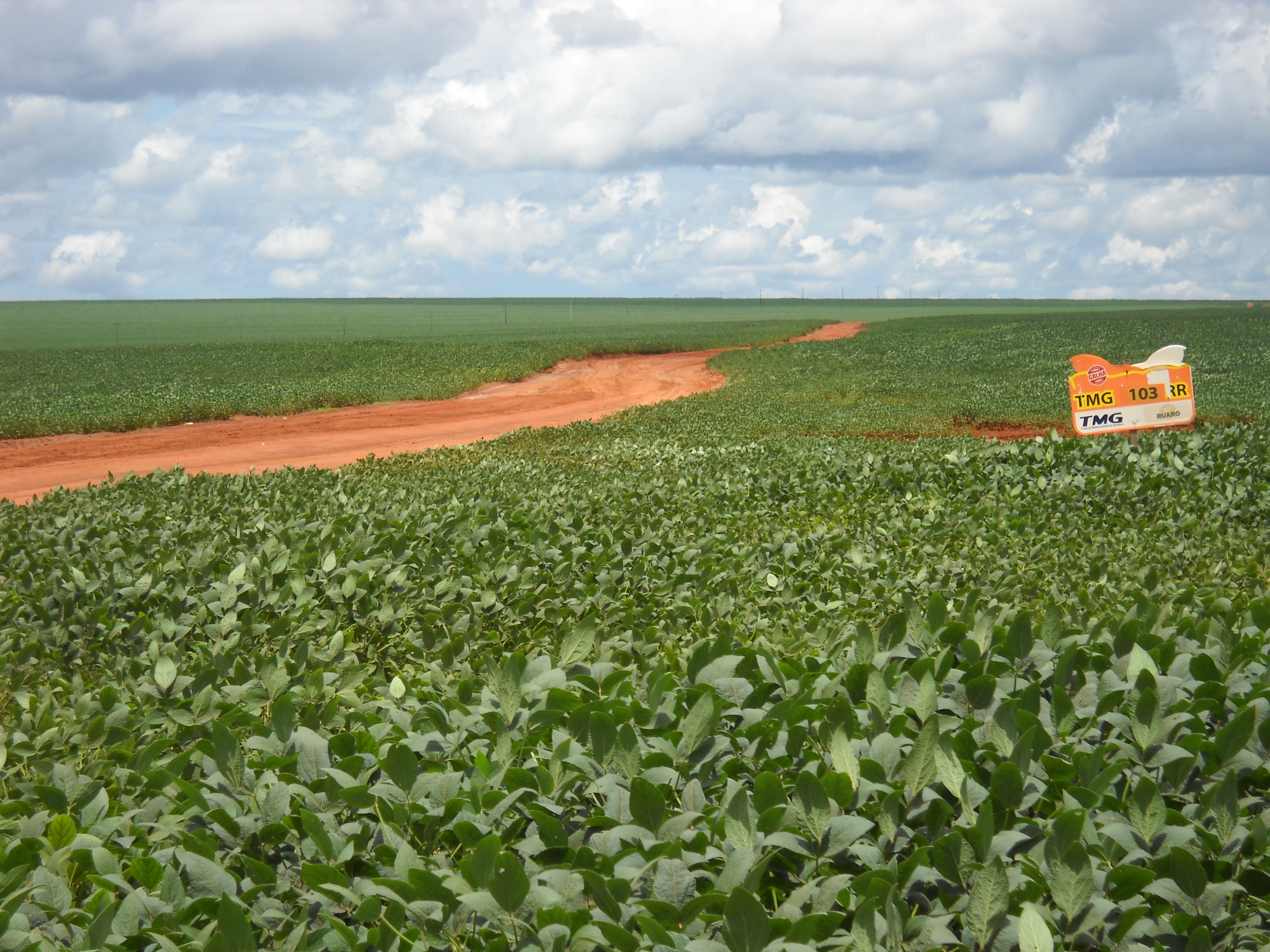 Soybean production near Alta Garcas in southeastern Mato Grosso