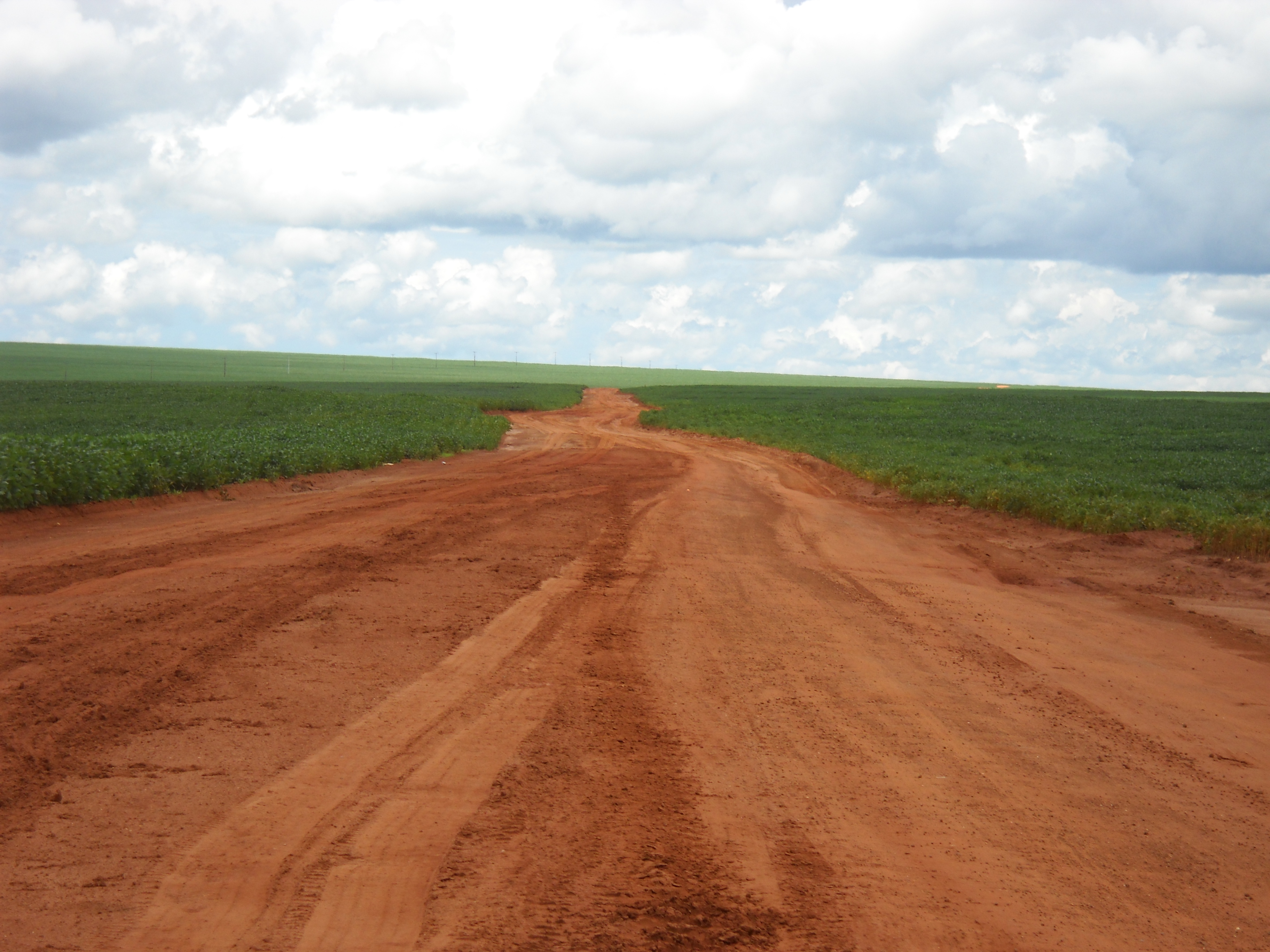 Late maturing soybeans near Alta Garcas in southeastern Mato Grosso