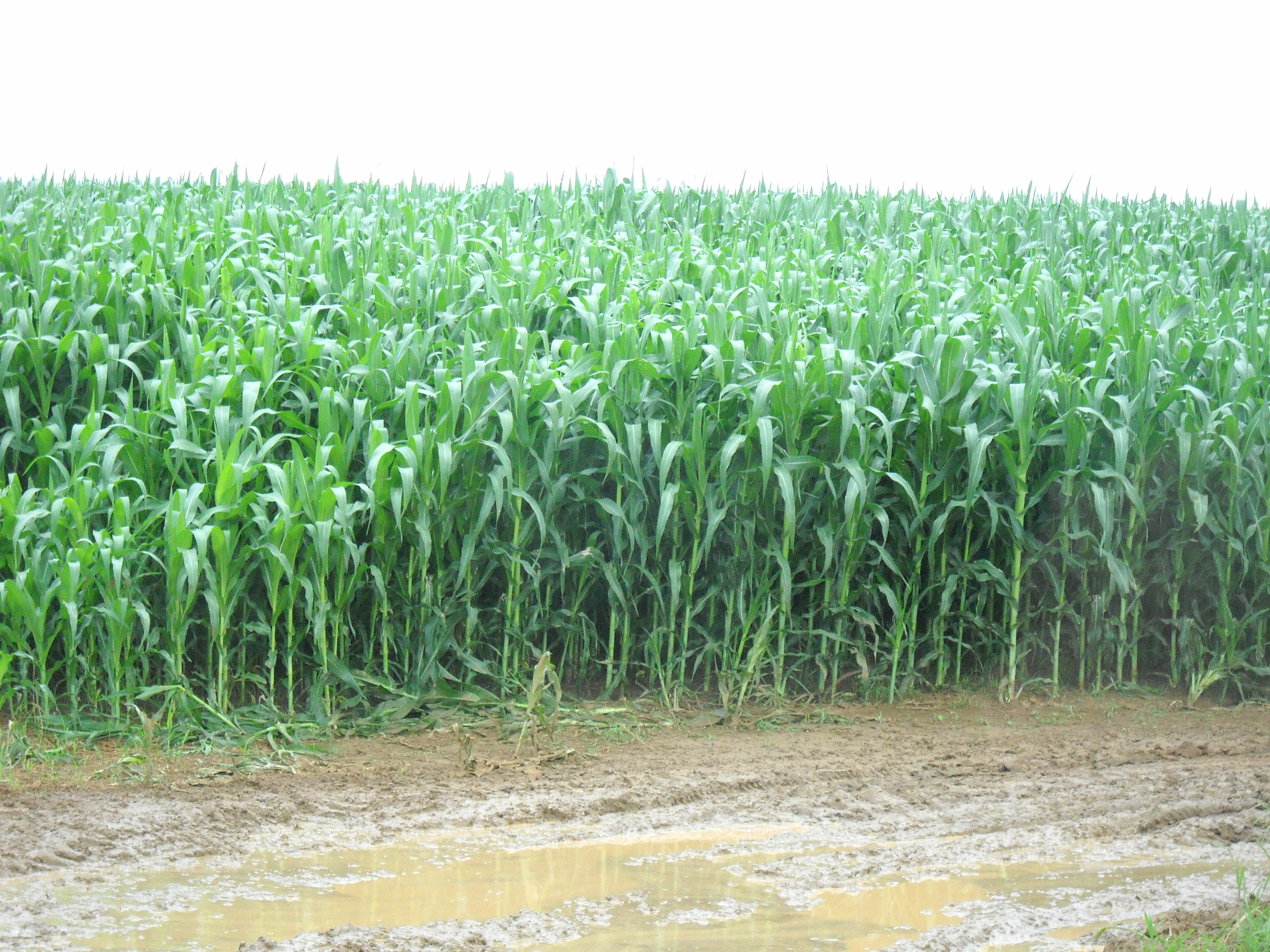 Full season corn production near Alta Garcas in southeastern Mato Grosso