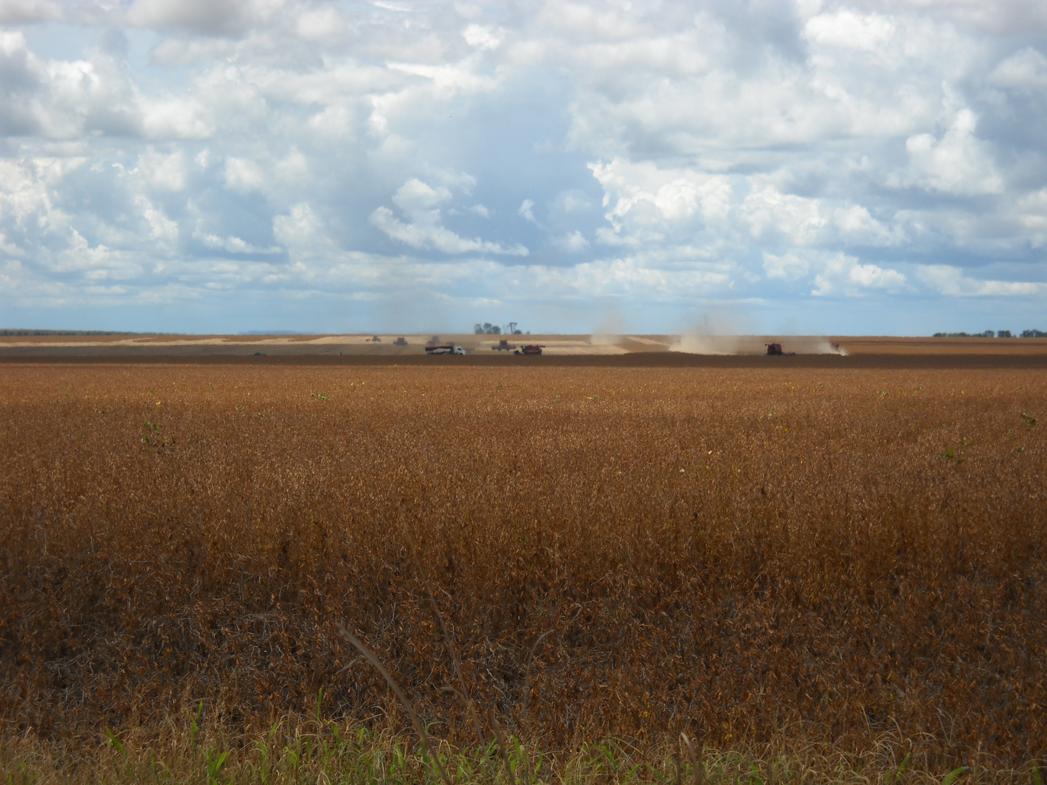 Harvesting medium maturing soybeans near Alta Garcas in southeastern Mato Grosso