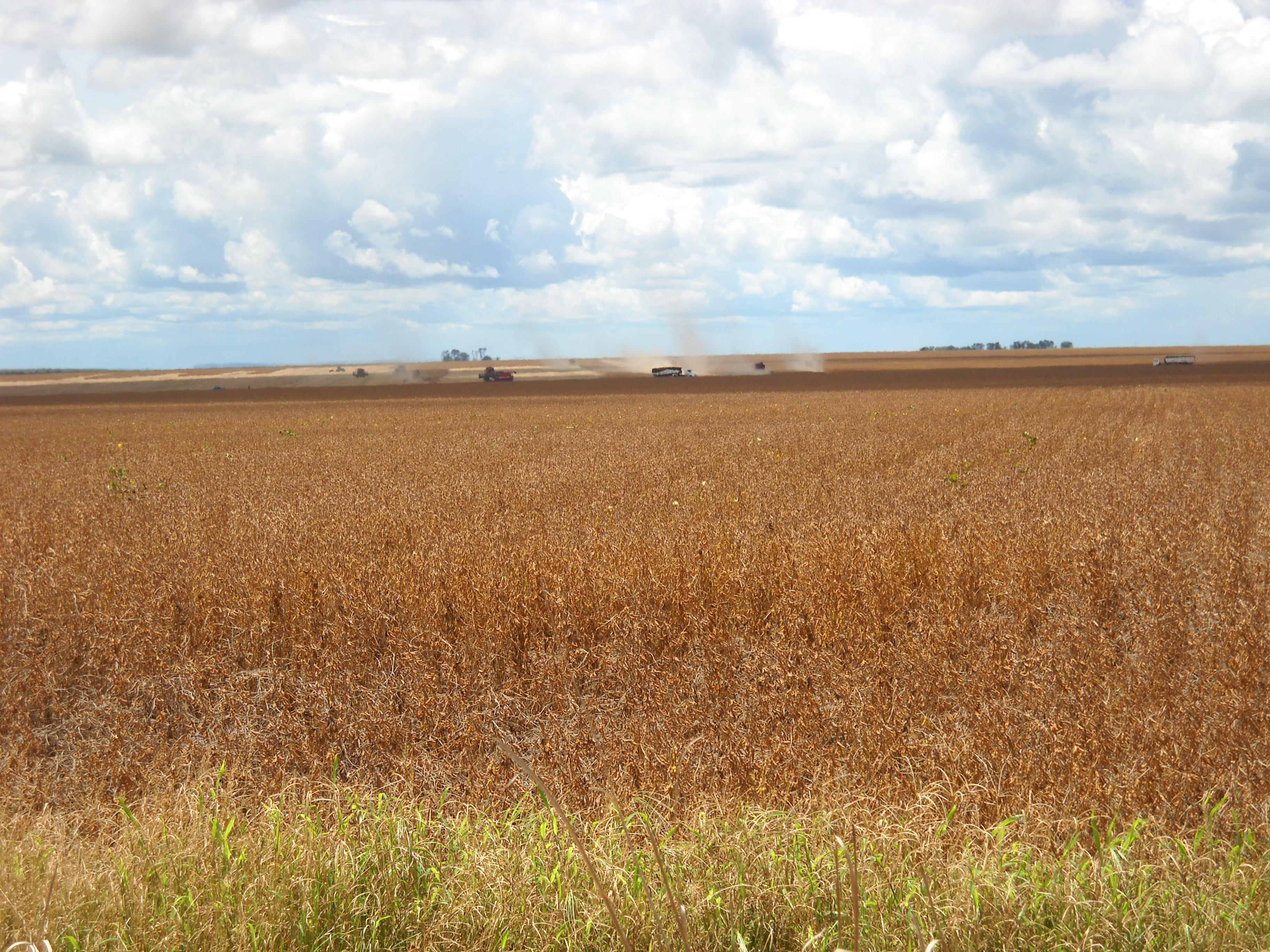 Harvesting medium maturing soybeans near Alta Garcas in southeastern Mato Grosso