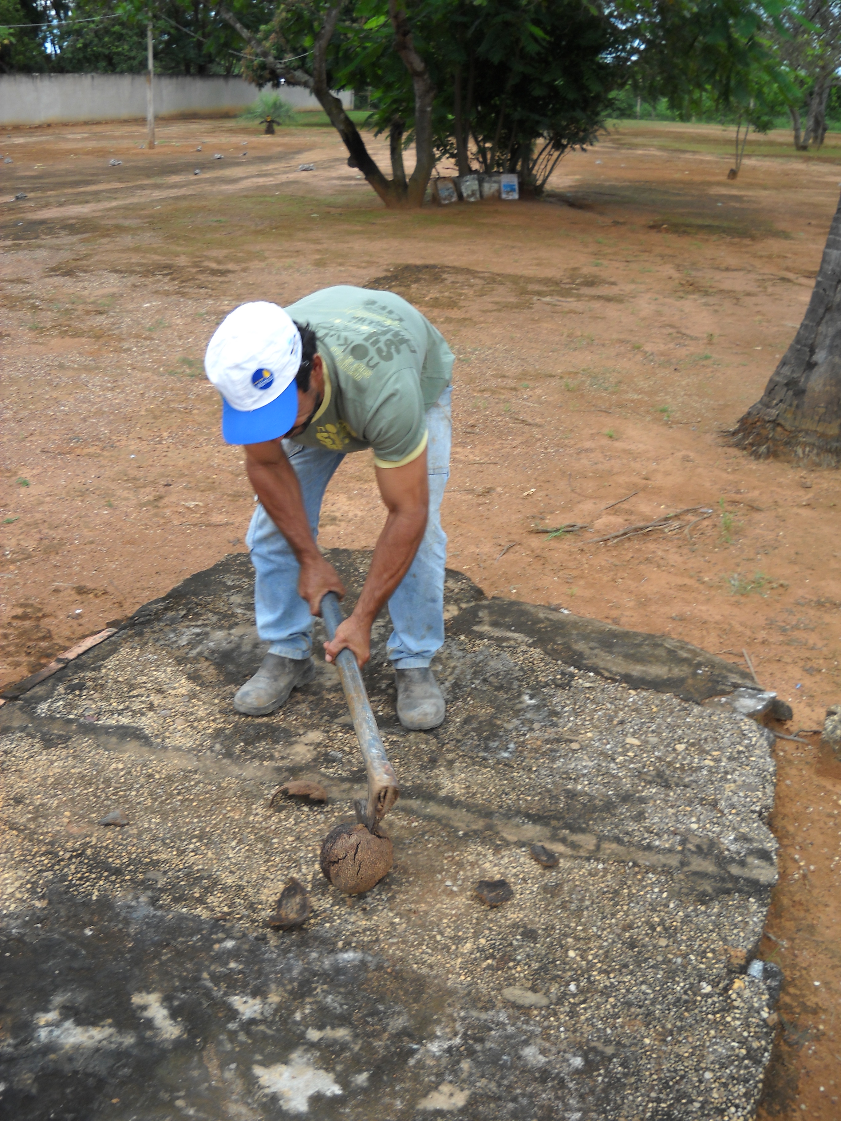 Opening Brazil nut shell
