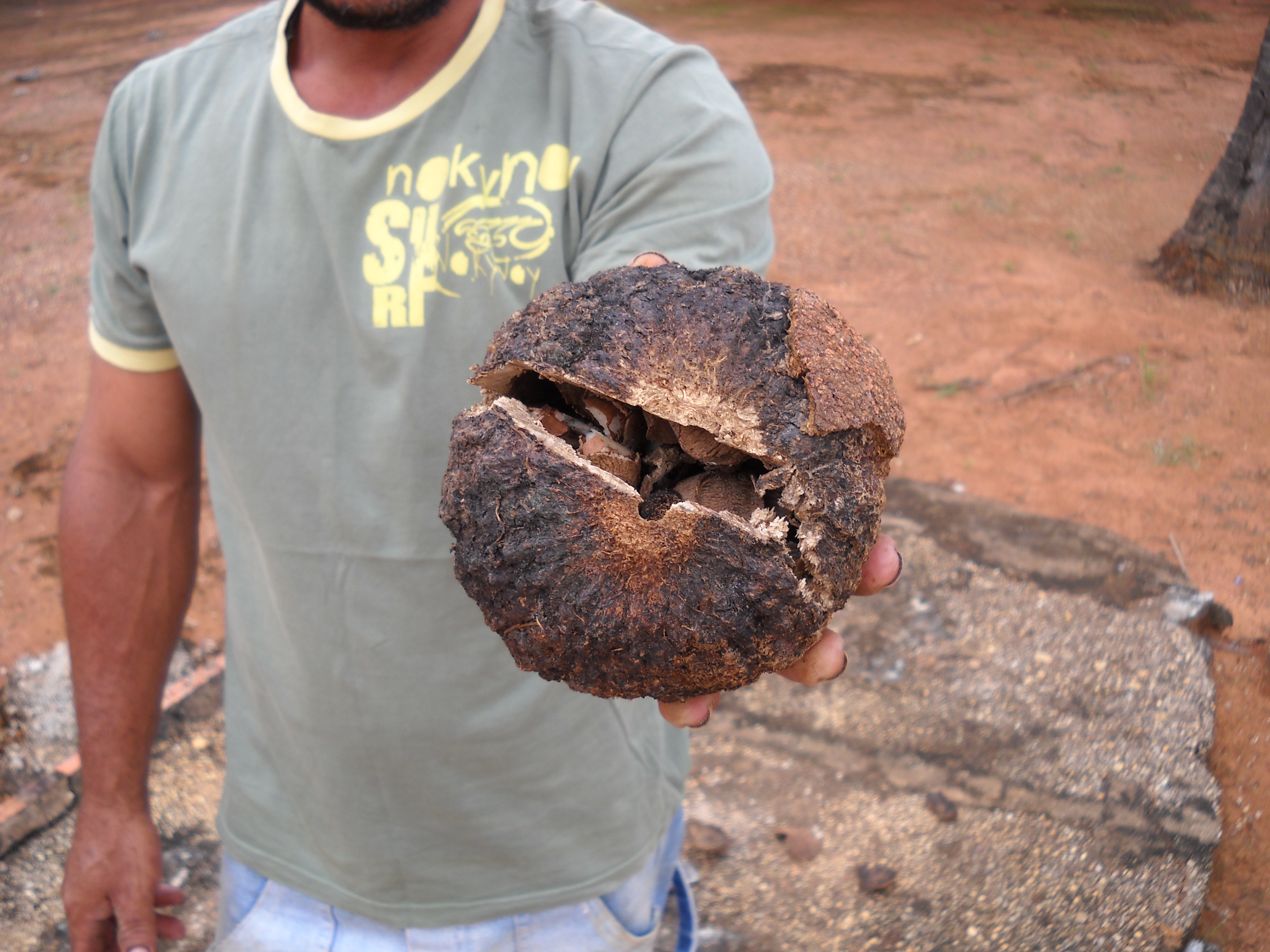 Opening Brazil nut shell