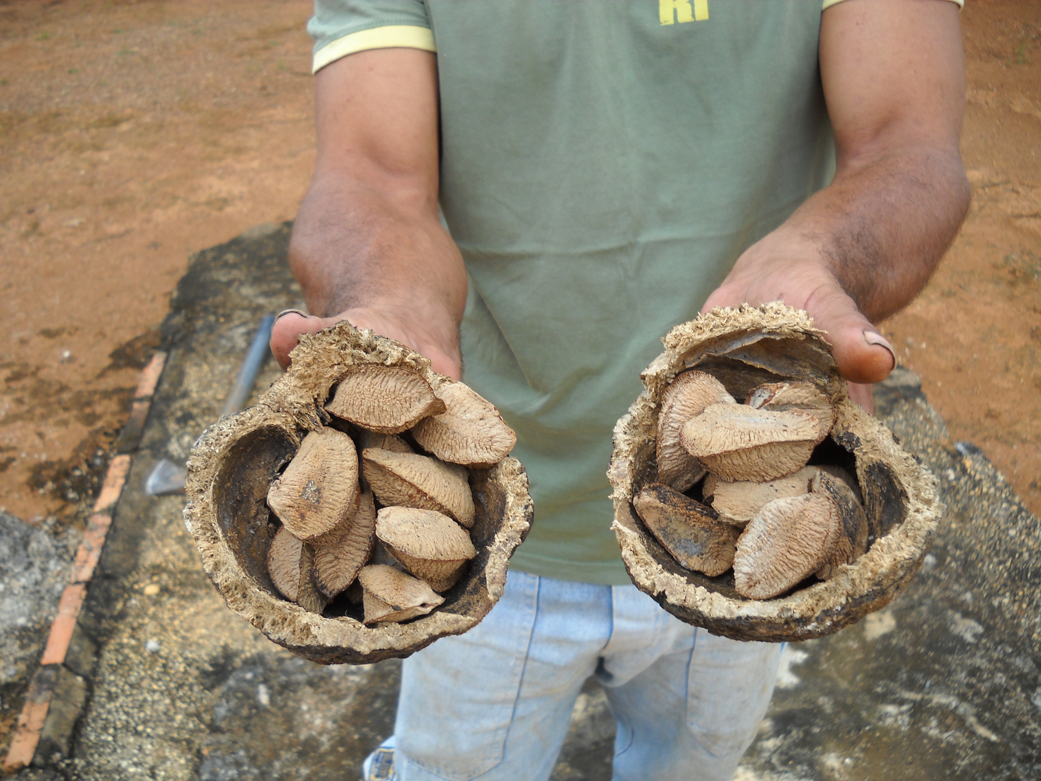 Individual Brazil nuts inside shell