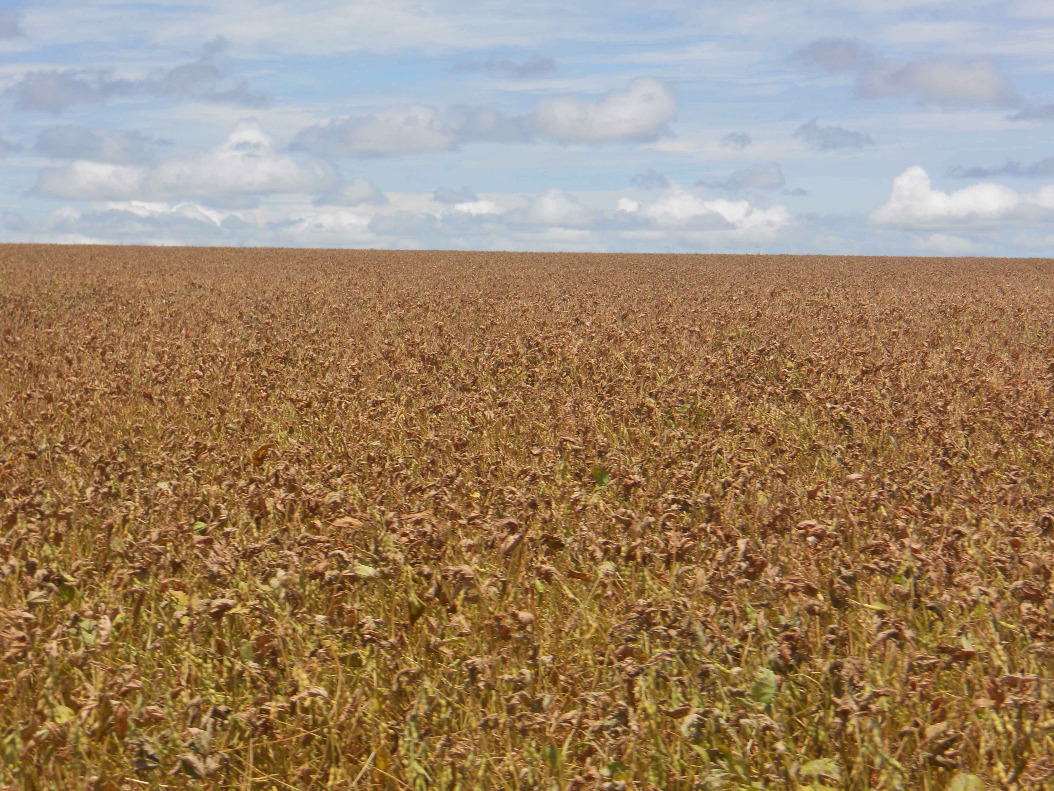Soybeans sprayed with a descant in preparation for harvest near Campo Verde in southeastern Mato Grosso, Brazil