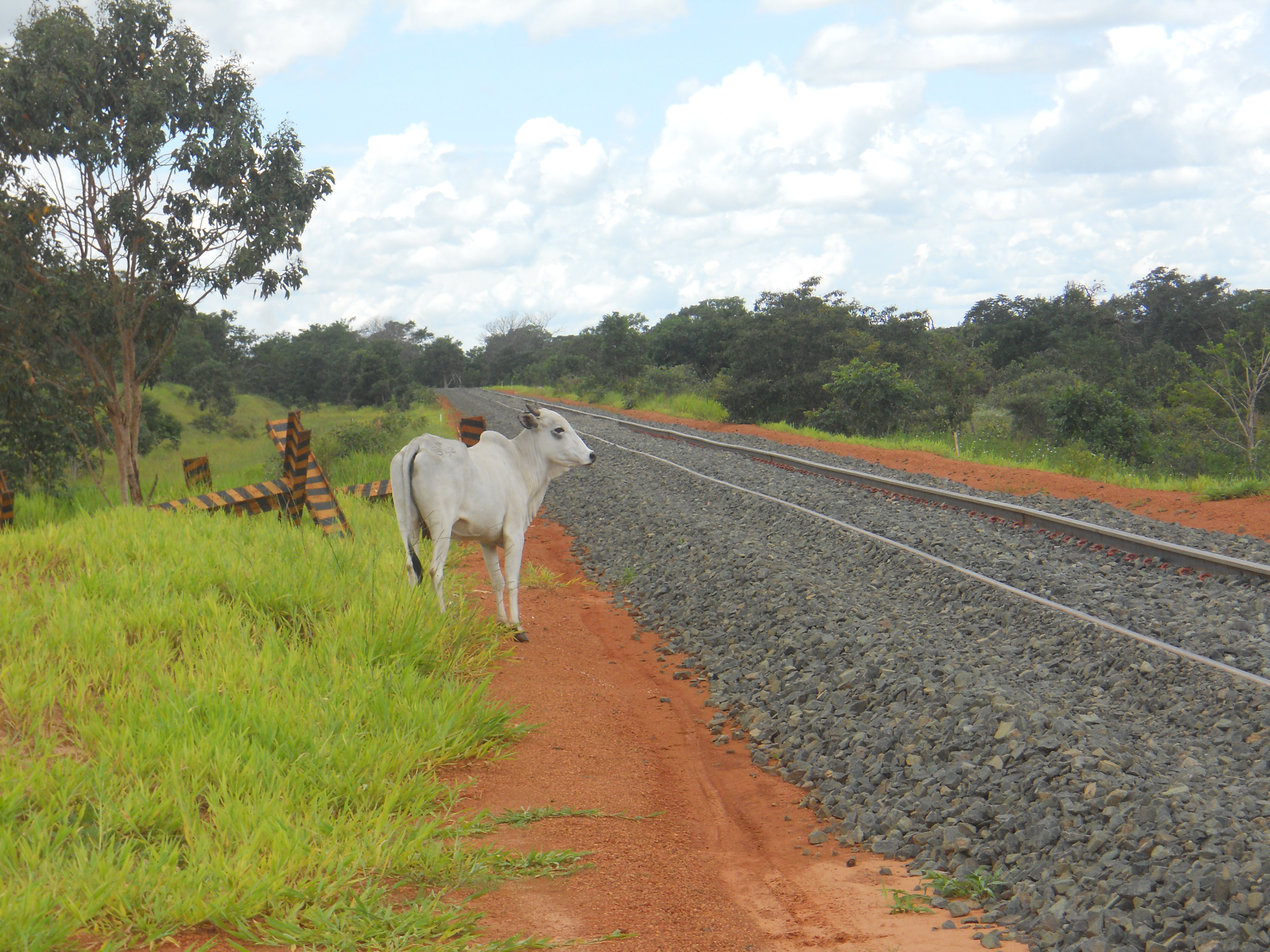 Newly lain track on Ferronorte Railroad near Alta Araguaia in southeastern Mato Grosso, Brazil