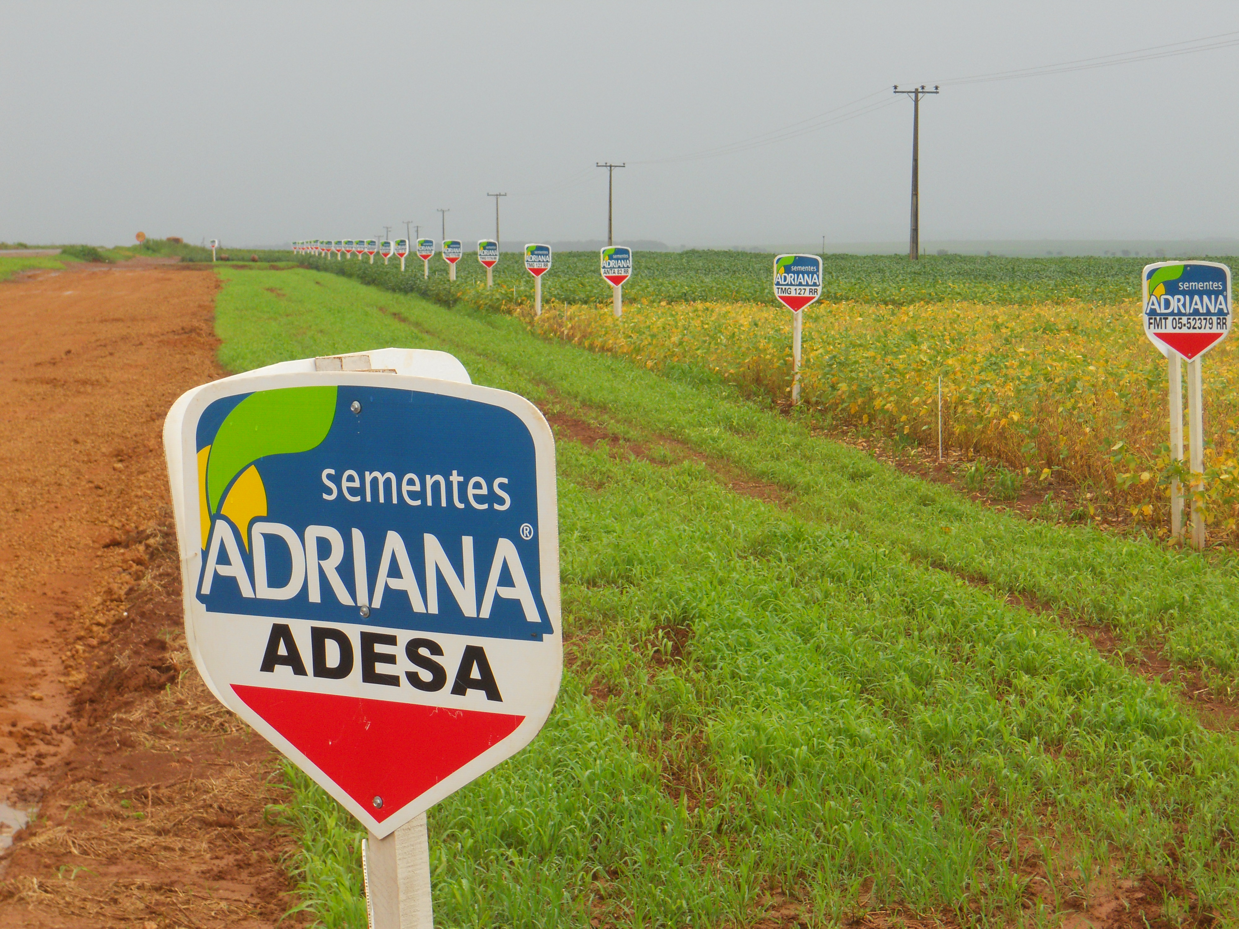 Soybean seed plot along BR-364 near Alta Garcas in southeastern Mato Grosso, Brazil