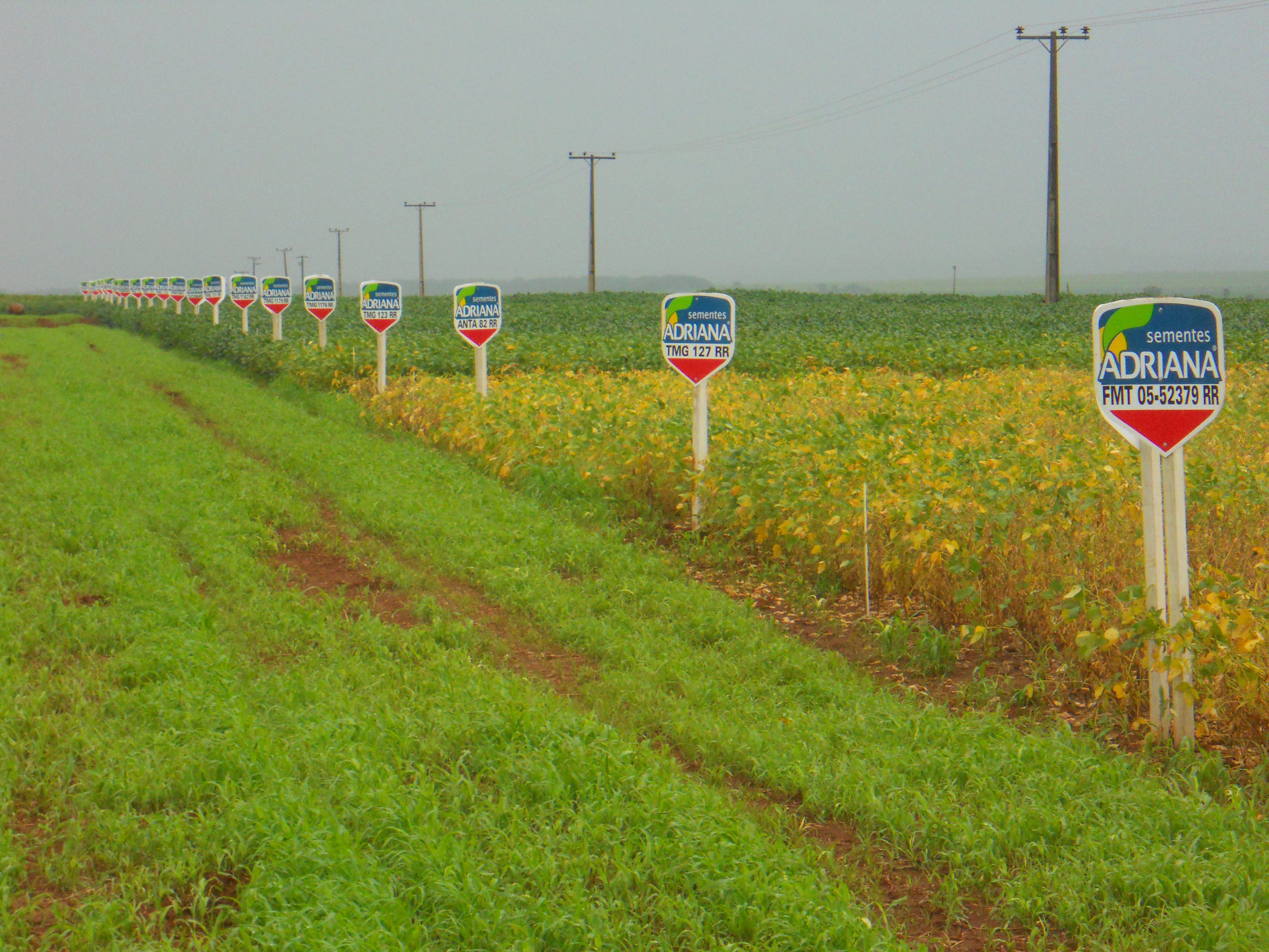 Soybean seed plot along BR-364 near Alta Garcas in southeastern Mato Grosso, Brazil