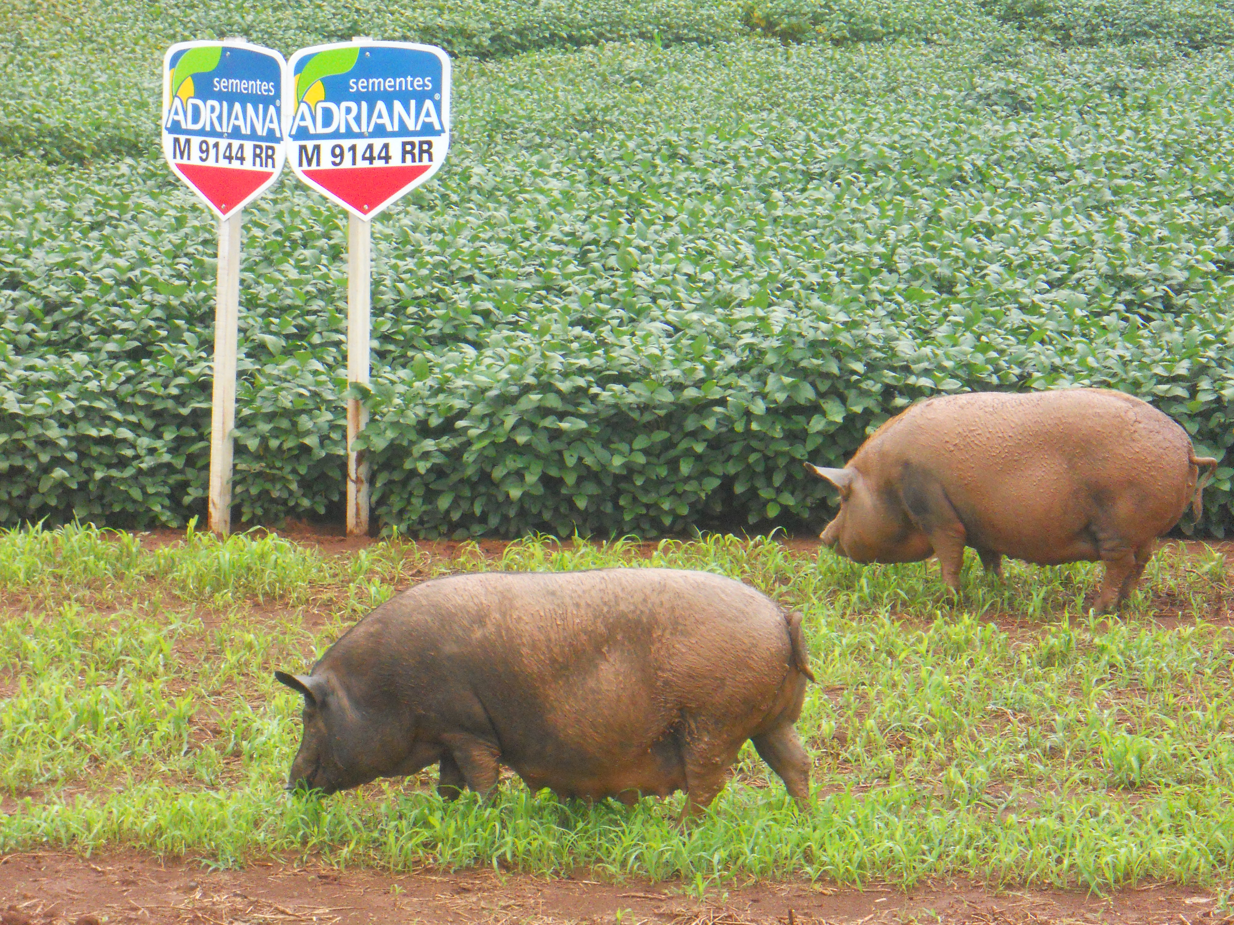 Soybean seed plot along BR-364 near Alta Garcas in southeastern Mato Grosso, Brazil