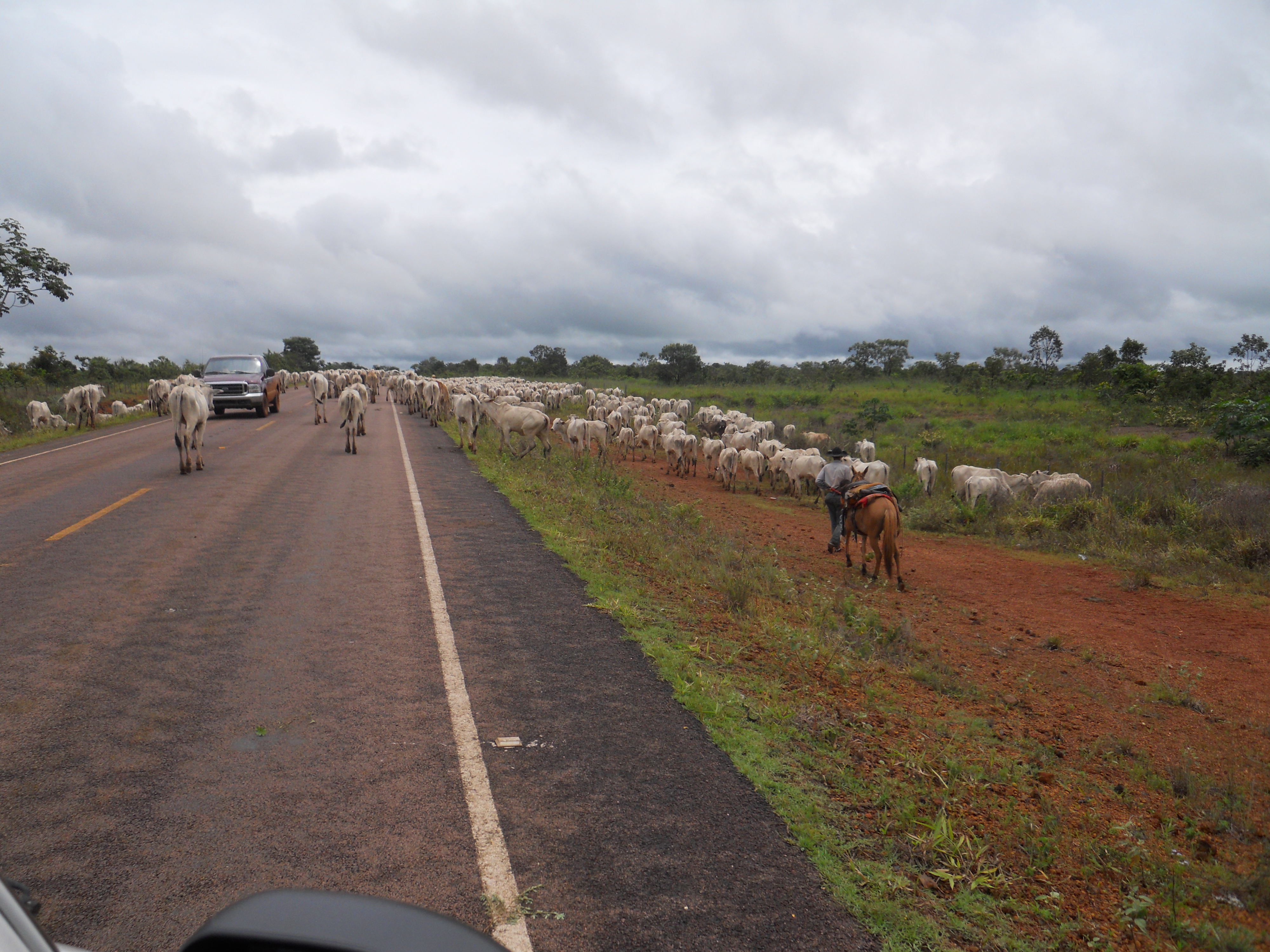 Cattle drive near Chapada dos Guimaraes in southeastern Mato Grosso, Brazil