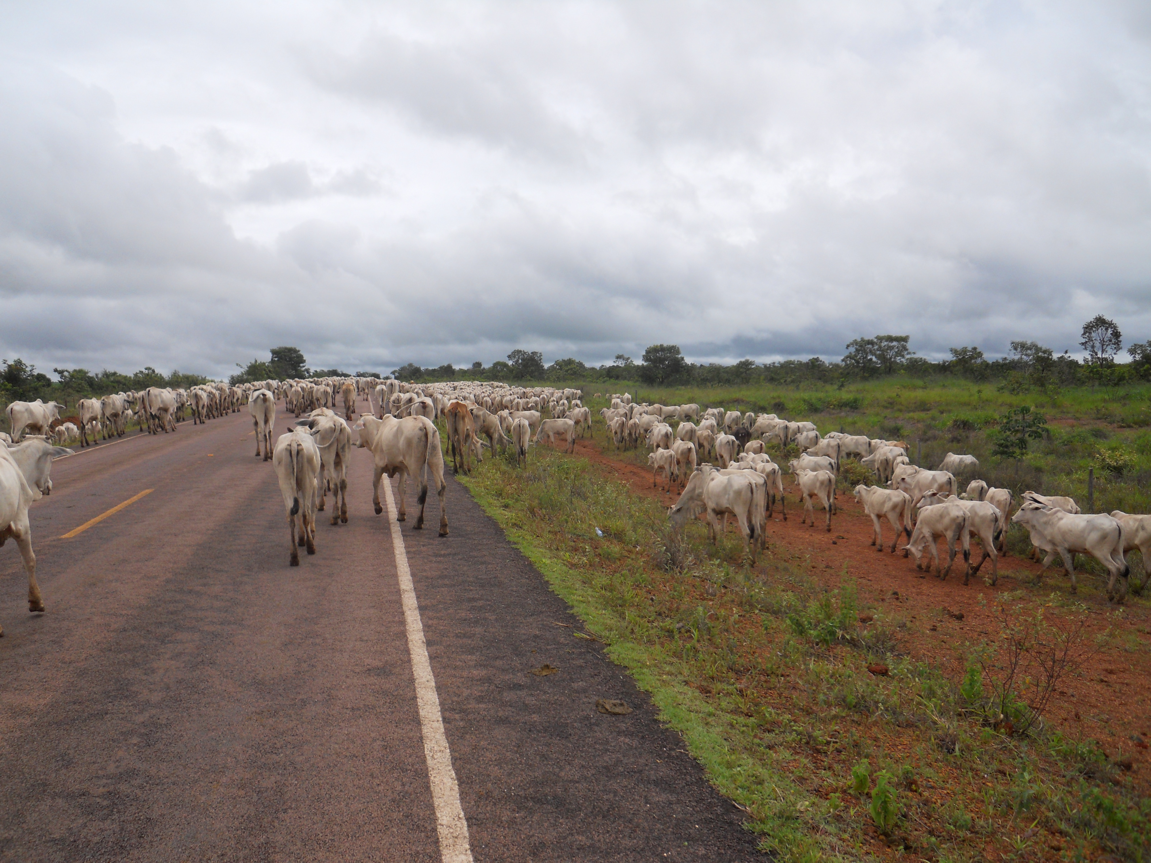 Cattle drive near Chapada dos Guimaraes in southeastern Mato Grosso, Brazil