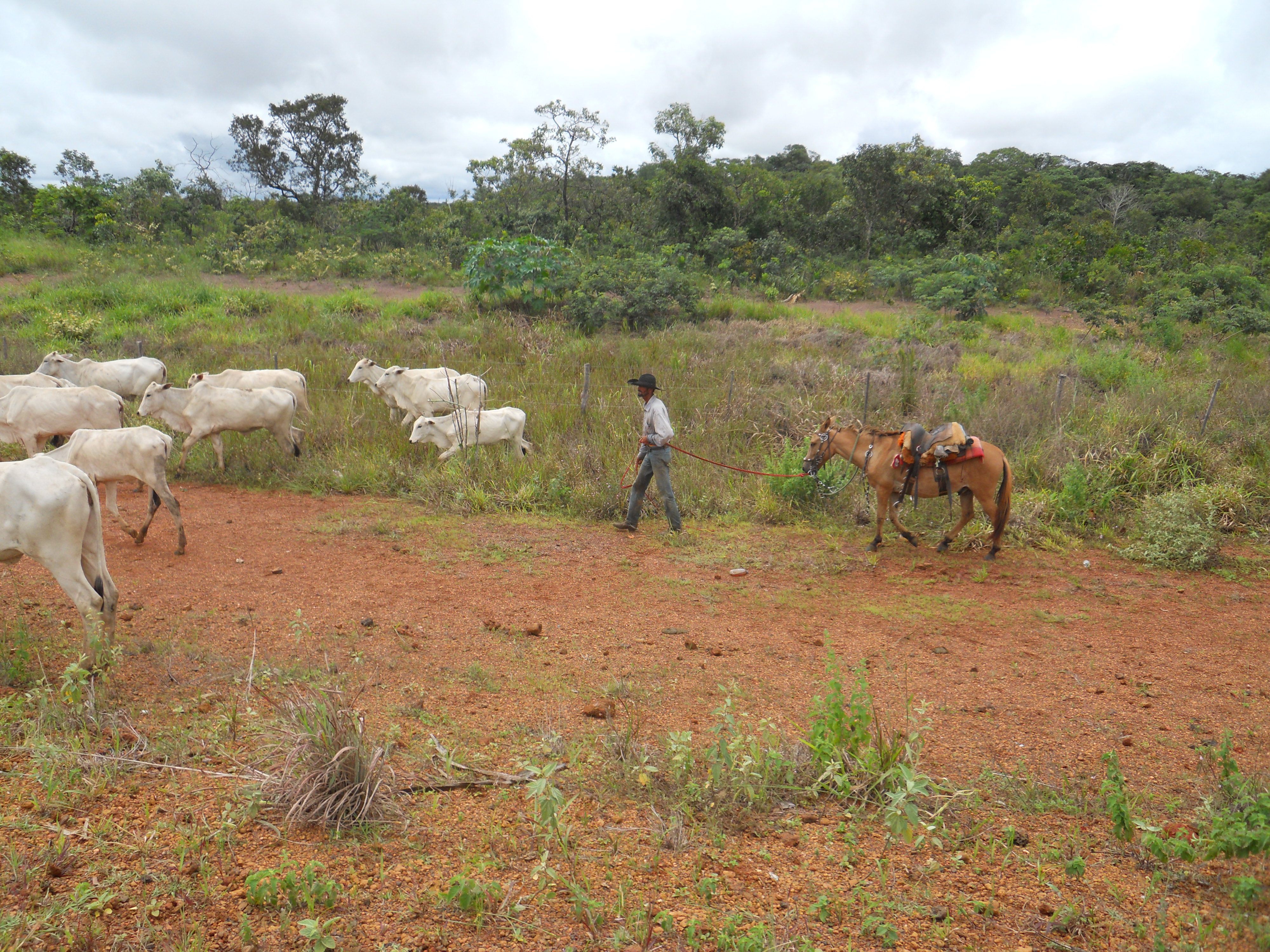 Cattle drive near Chapada dos Guimaraes in southeastern Mato Grosso, Brazil