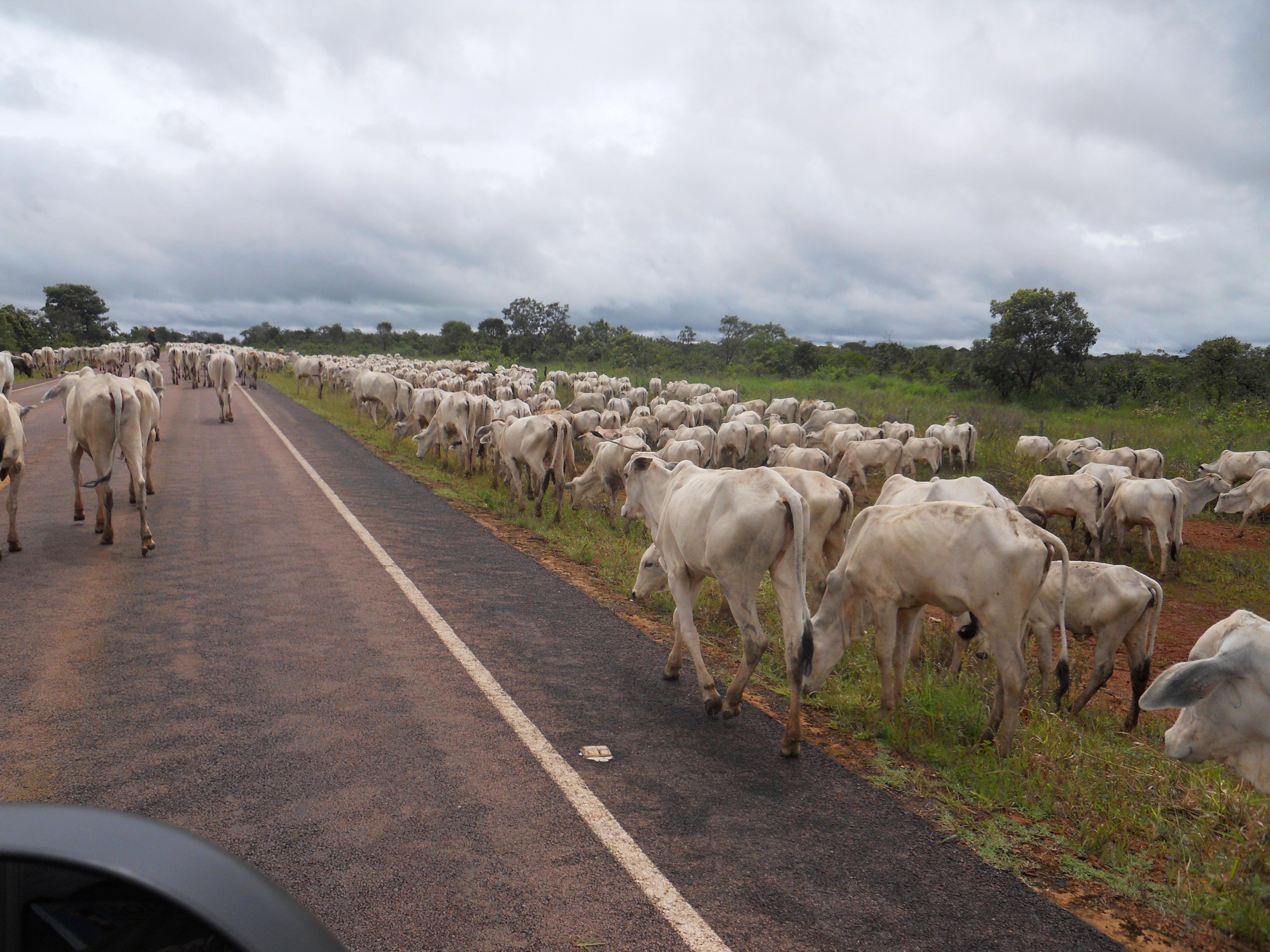 Cattle drive near Chapada dos Guimaraes in southeastern Mato Grosso, Brazil