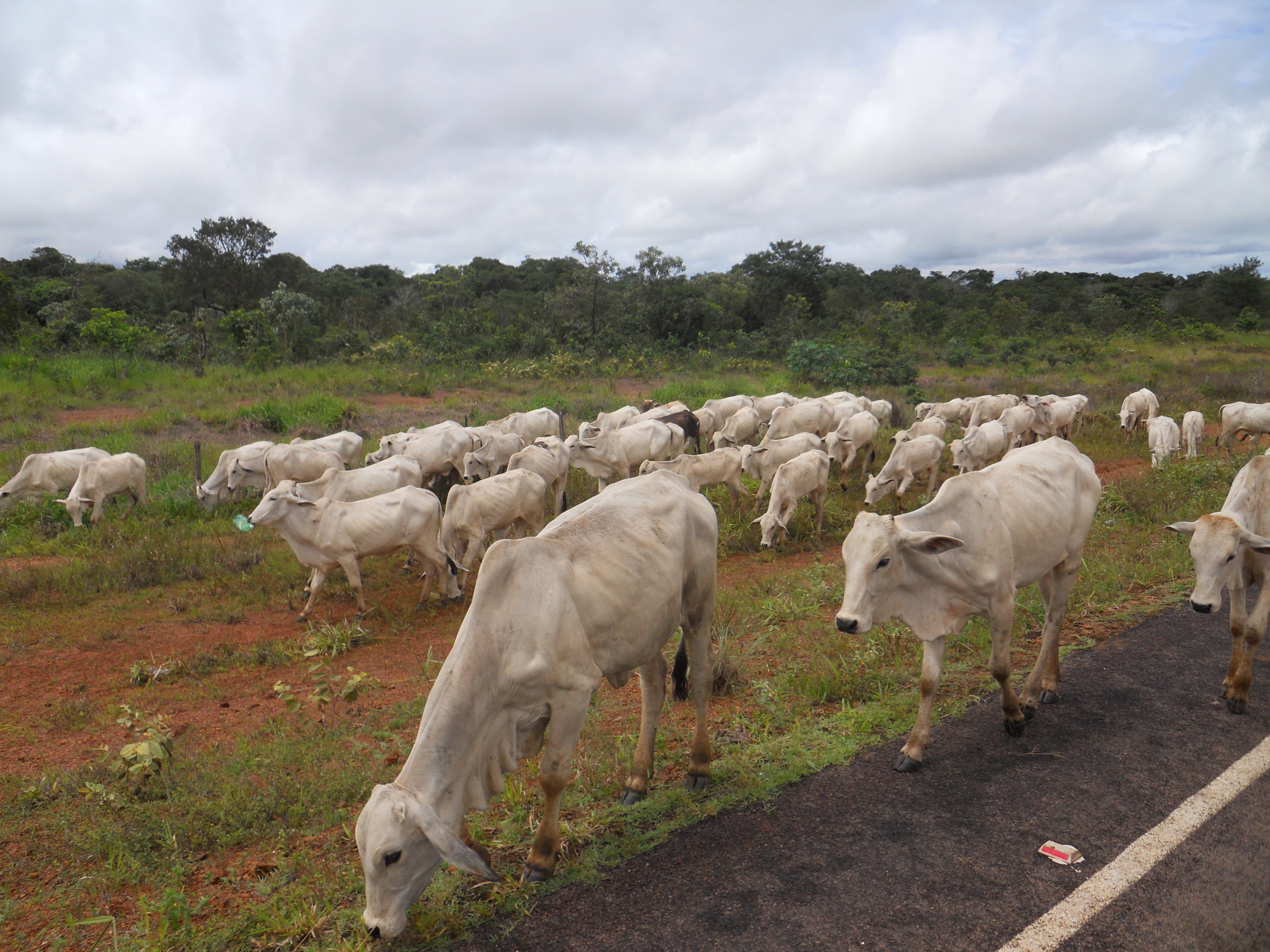 Cattle drive near Chapada dos Guimaraes in southeastern Mato Grosso, Brazil
