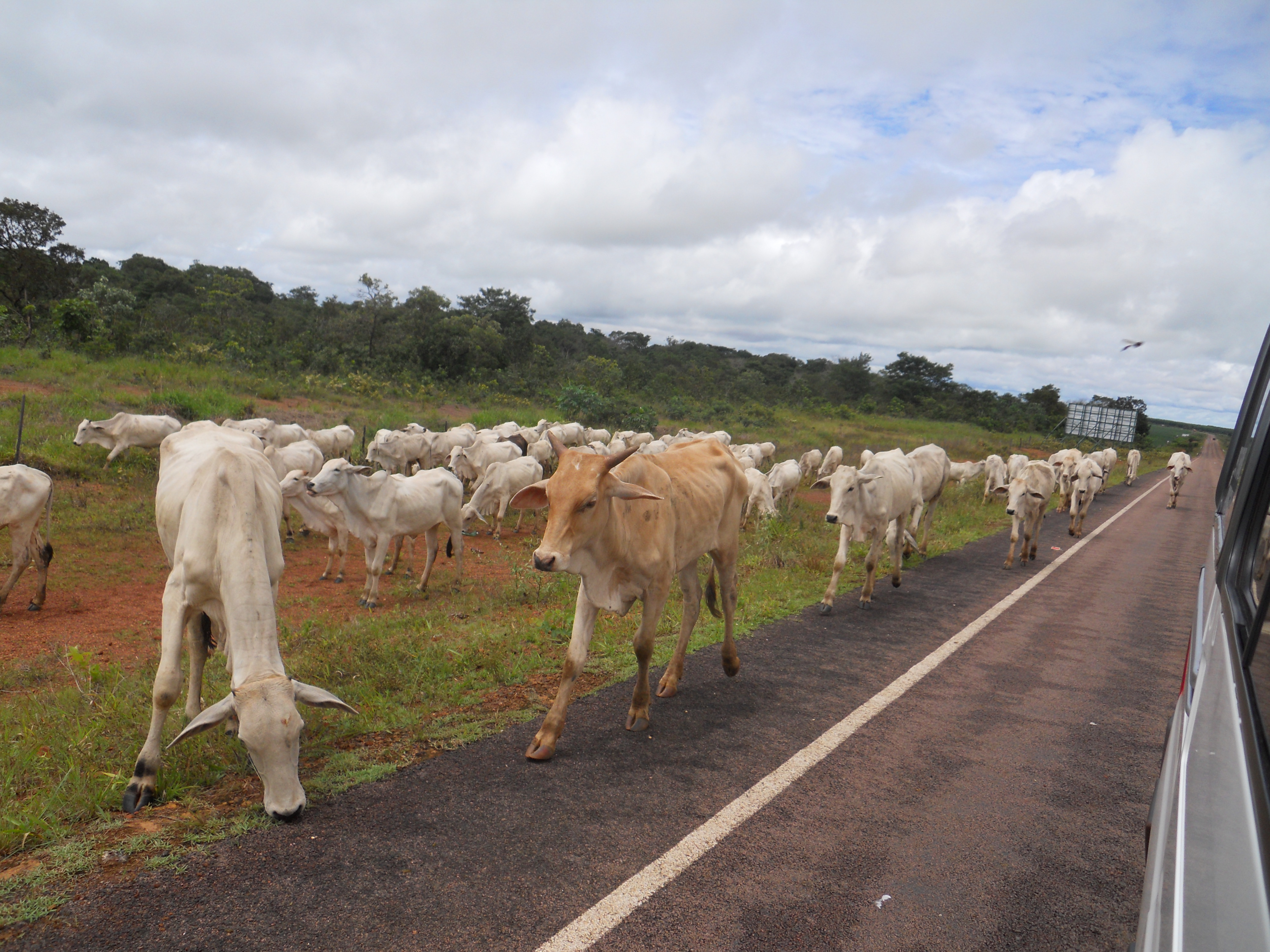 Cattle drive near Chapada dos Guimaraes in southeastern Mato Grosso, Brazil