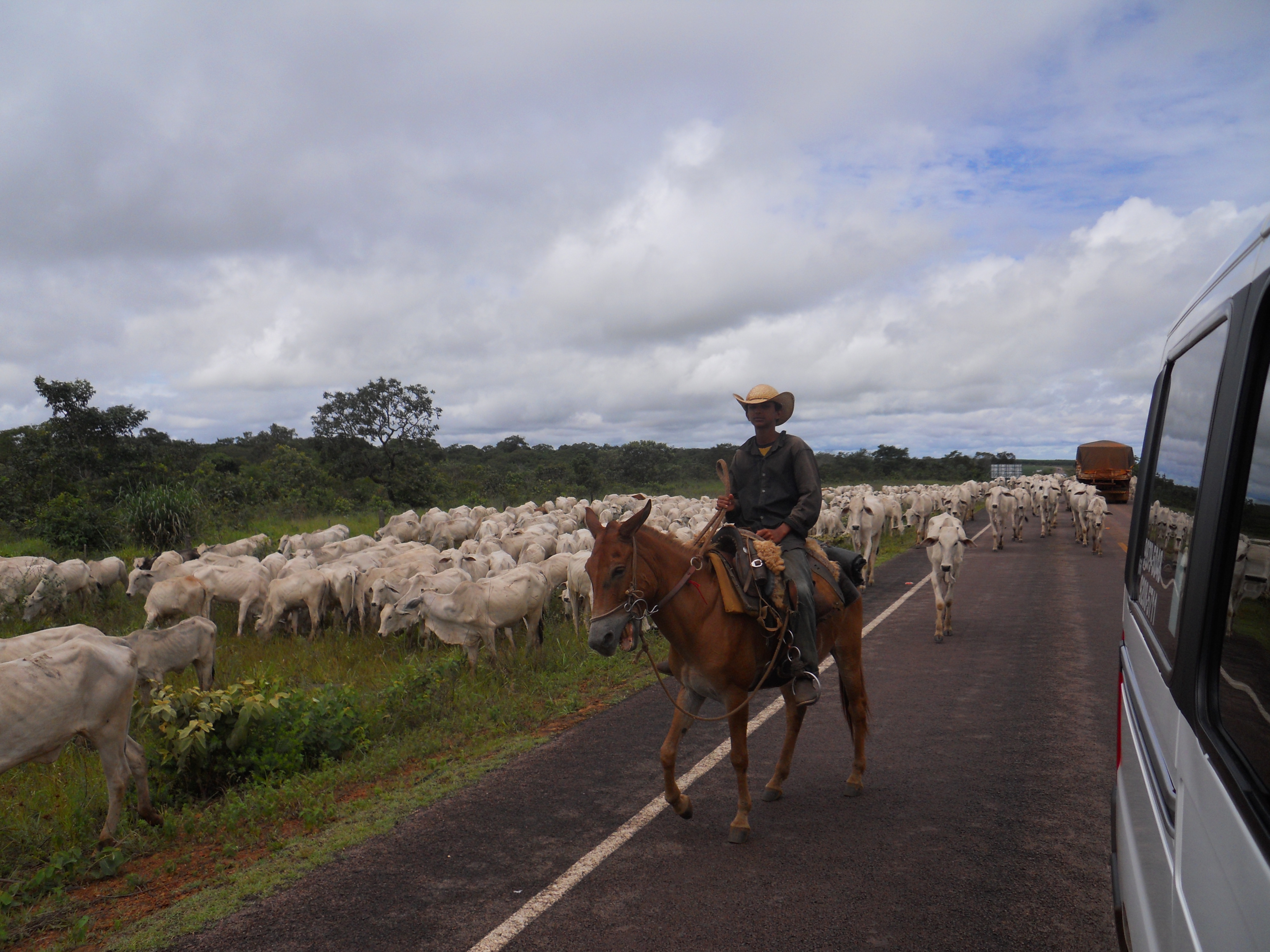 Young cowboy on cattle drive near Chapada dos Guimaraes in southeastern Mato Grosso, Brazil