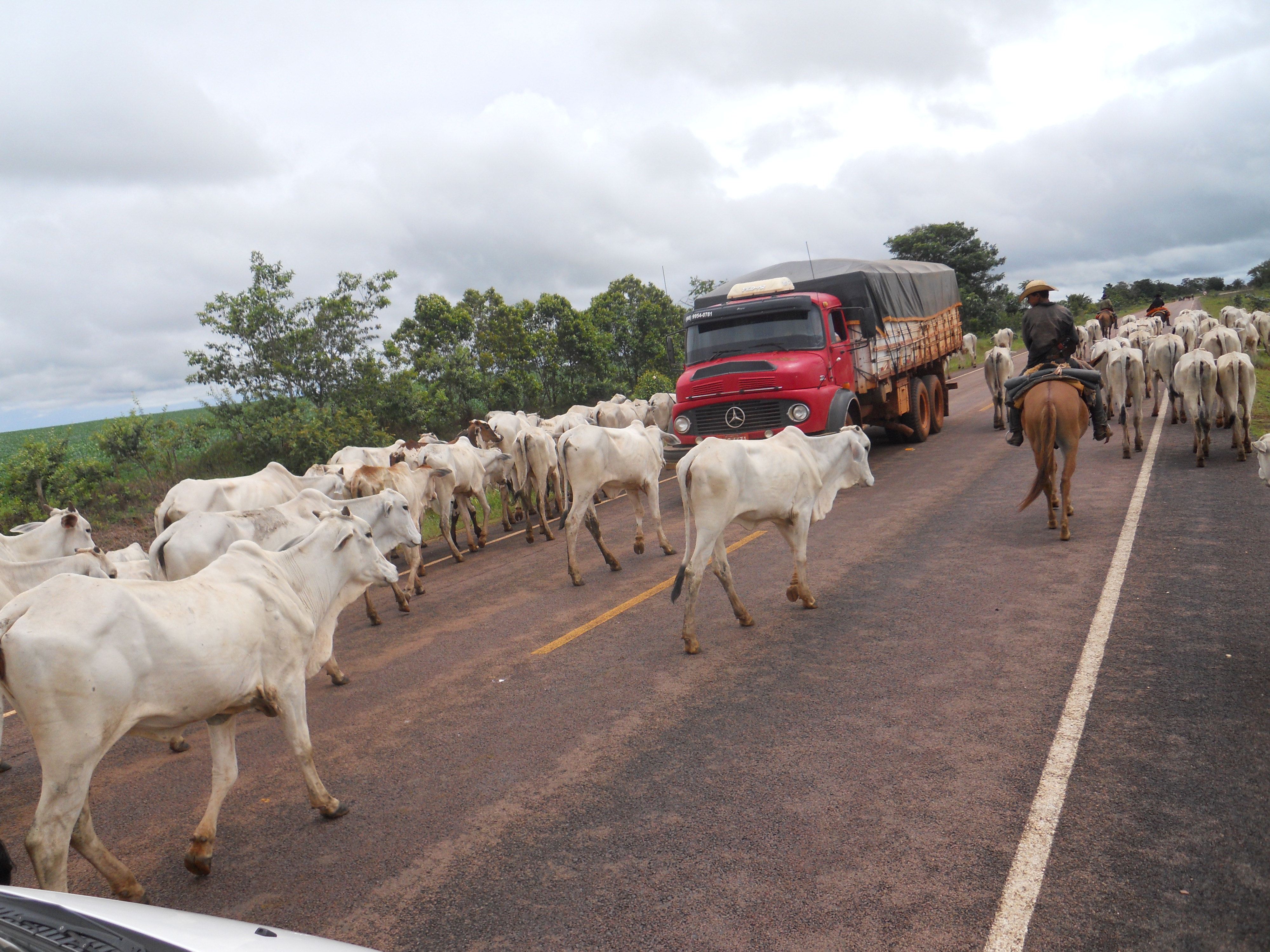 Cattle drive near Chapada dos Guimaraes in southeastern Mato Grosso, Brazil