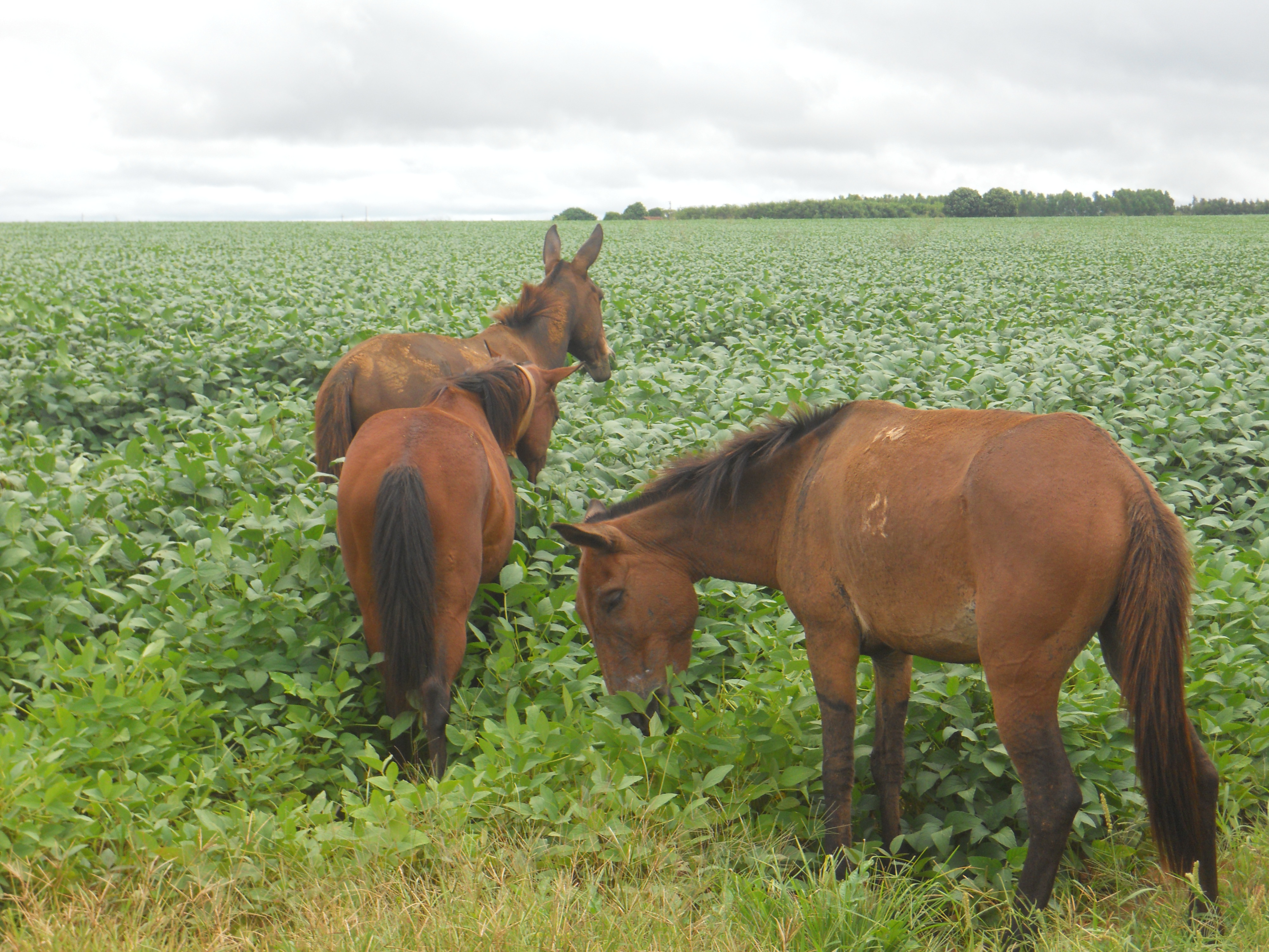 Mules from cattle drive grazing on soybeans near Chapada dos Guimaraes in southeastern Mato Grosso, Brazil