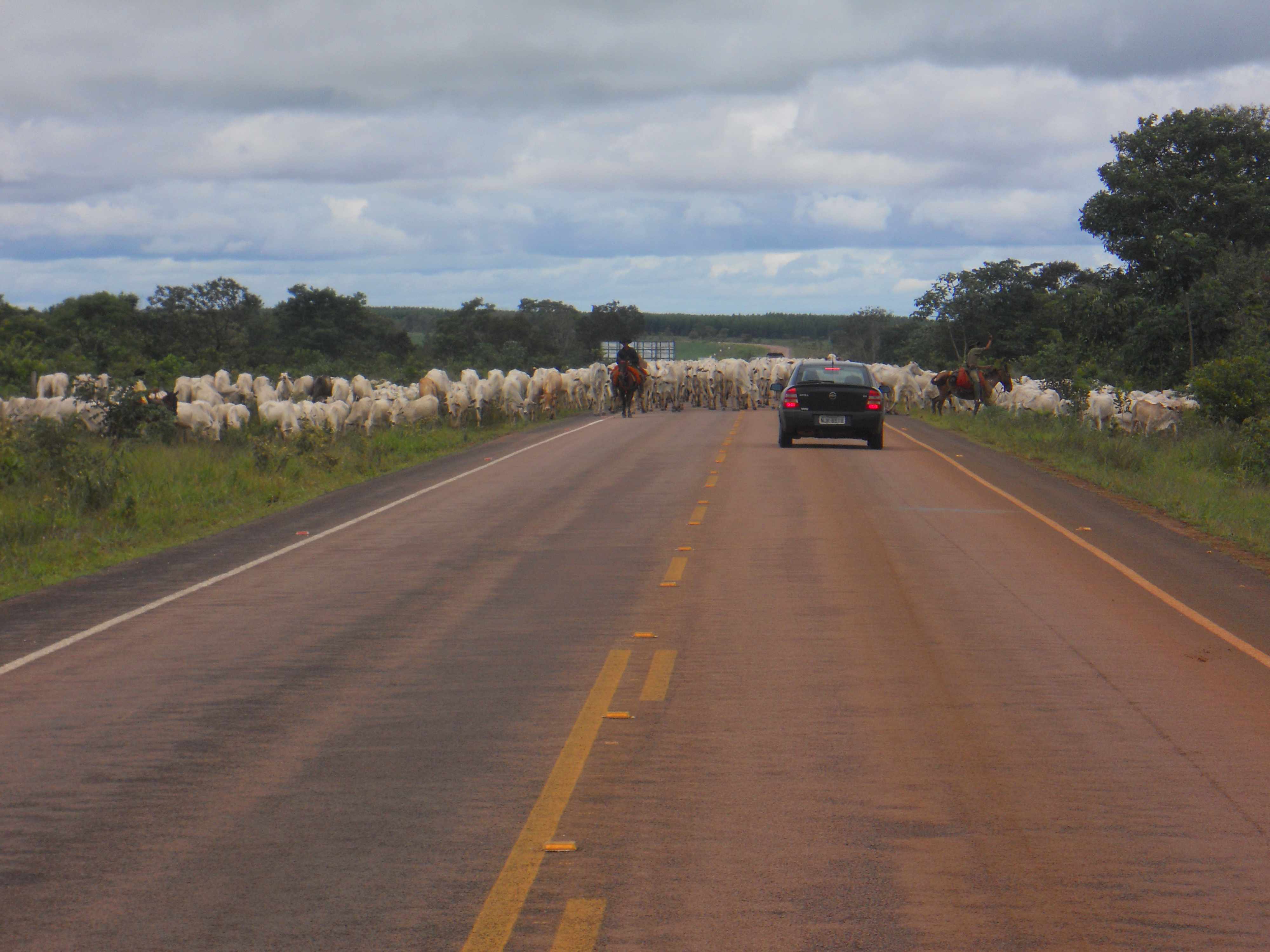 Cattle drive near Chapada dos Guimaraes in southeastern Mato Grosso, Brazil