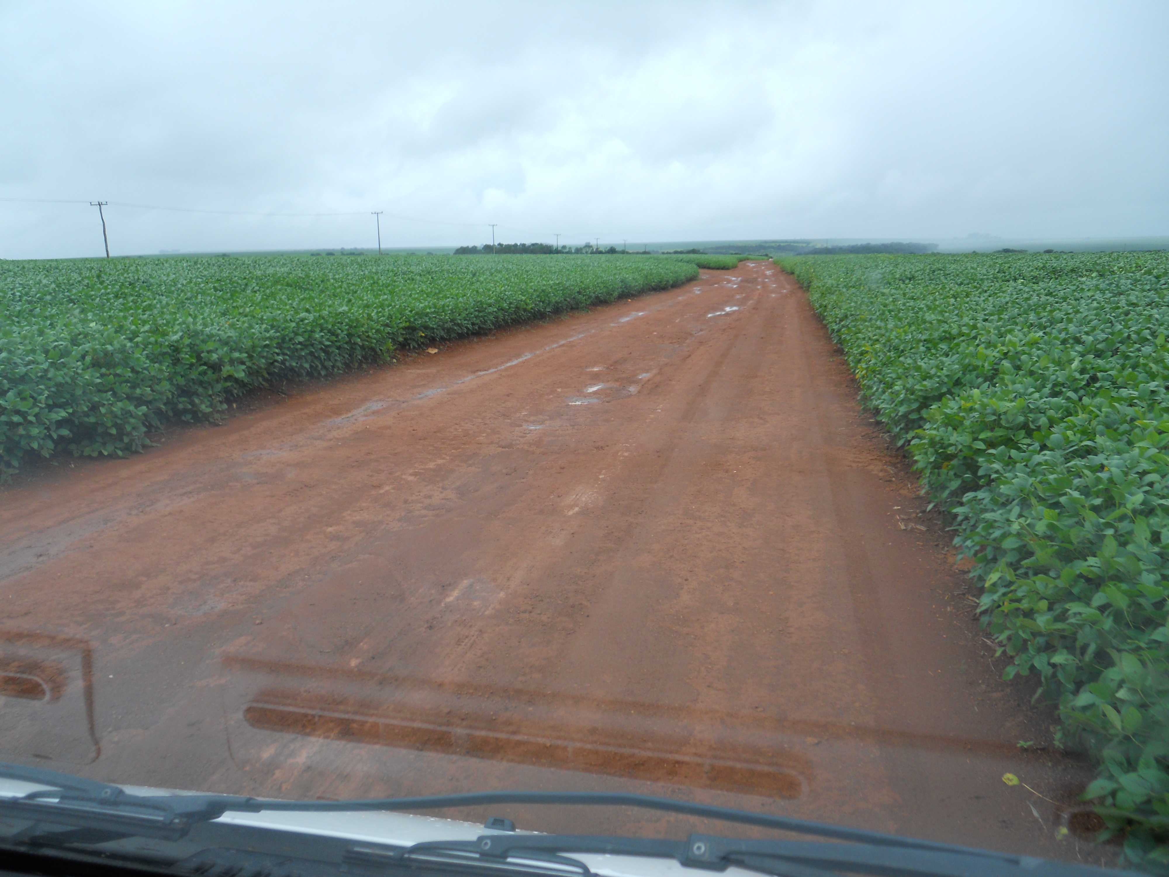 Excellent field of soybeans near Chapada dos Guimaraes in southeastern Mato Grosso, Brazil