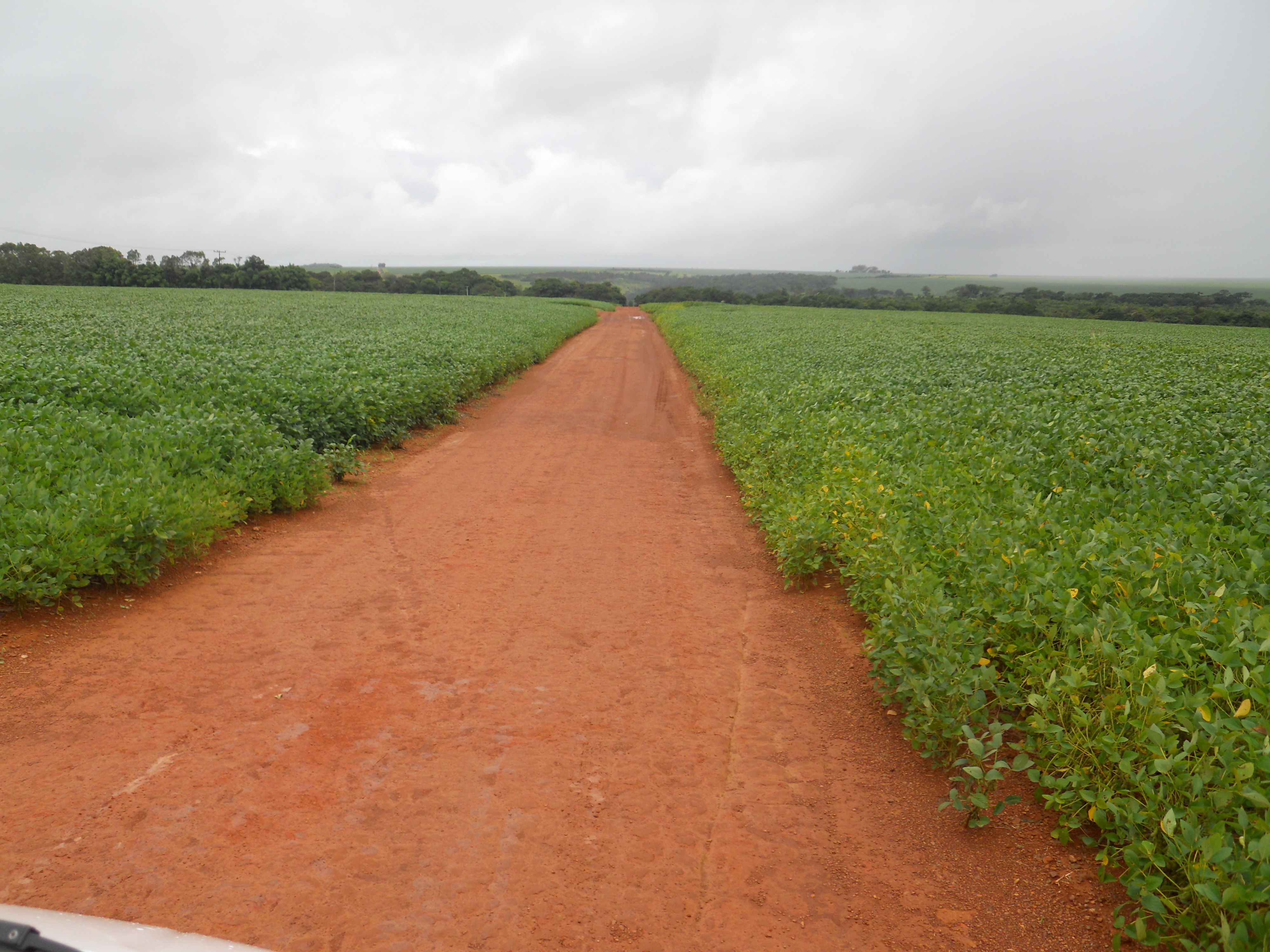 Excellent field of soybeans near Chapada dos Guimaraes in southeastern Mato Grosso, Brazil