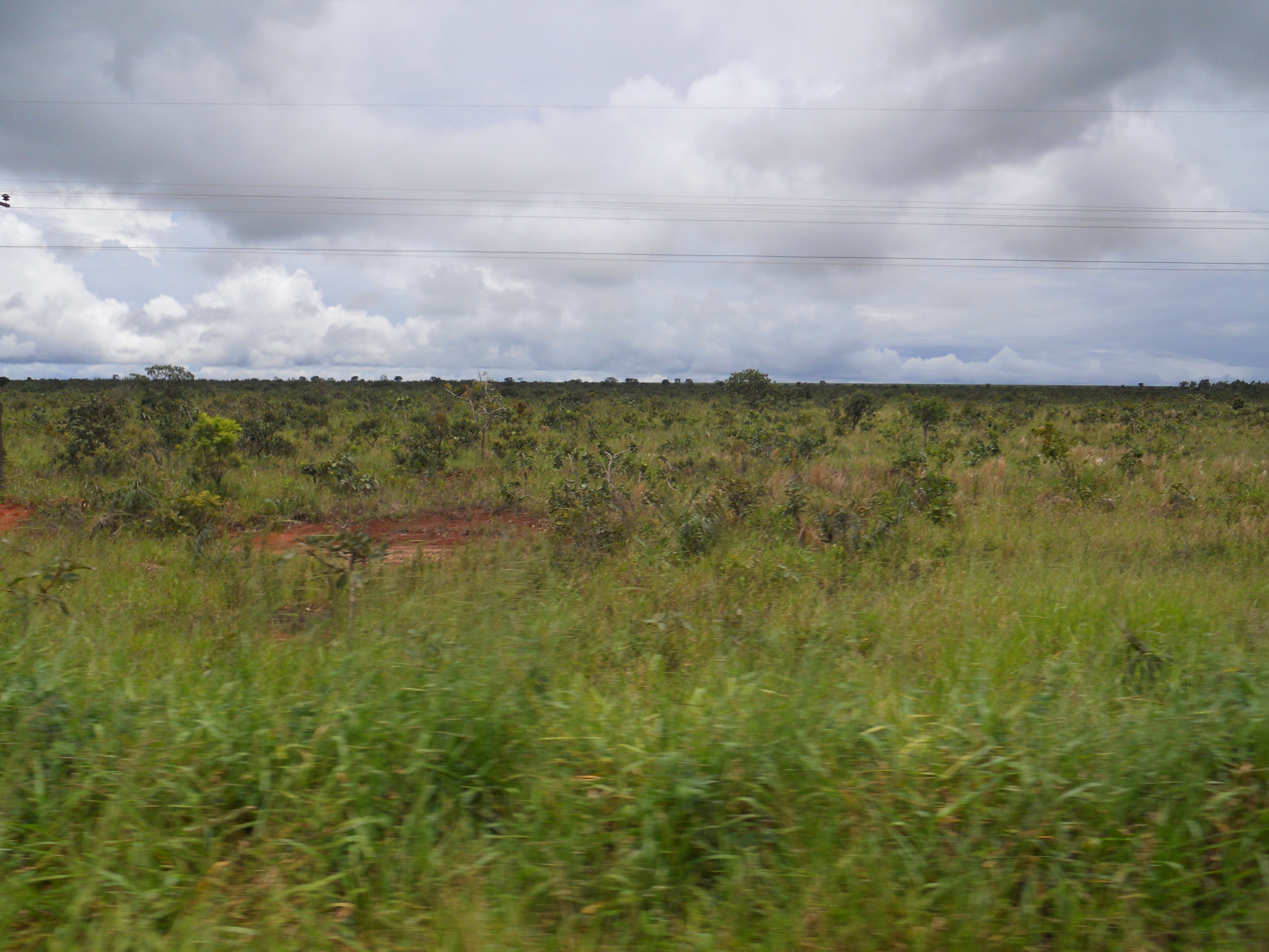 Native cerrado near Campo Novo do Parecis in western Mato Grosso, Brazil