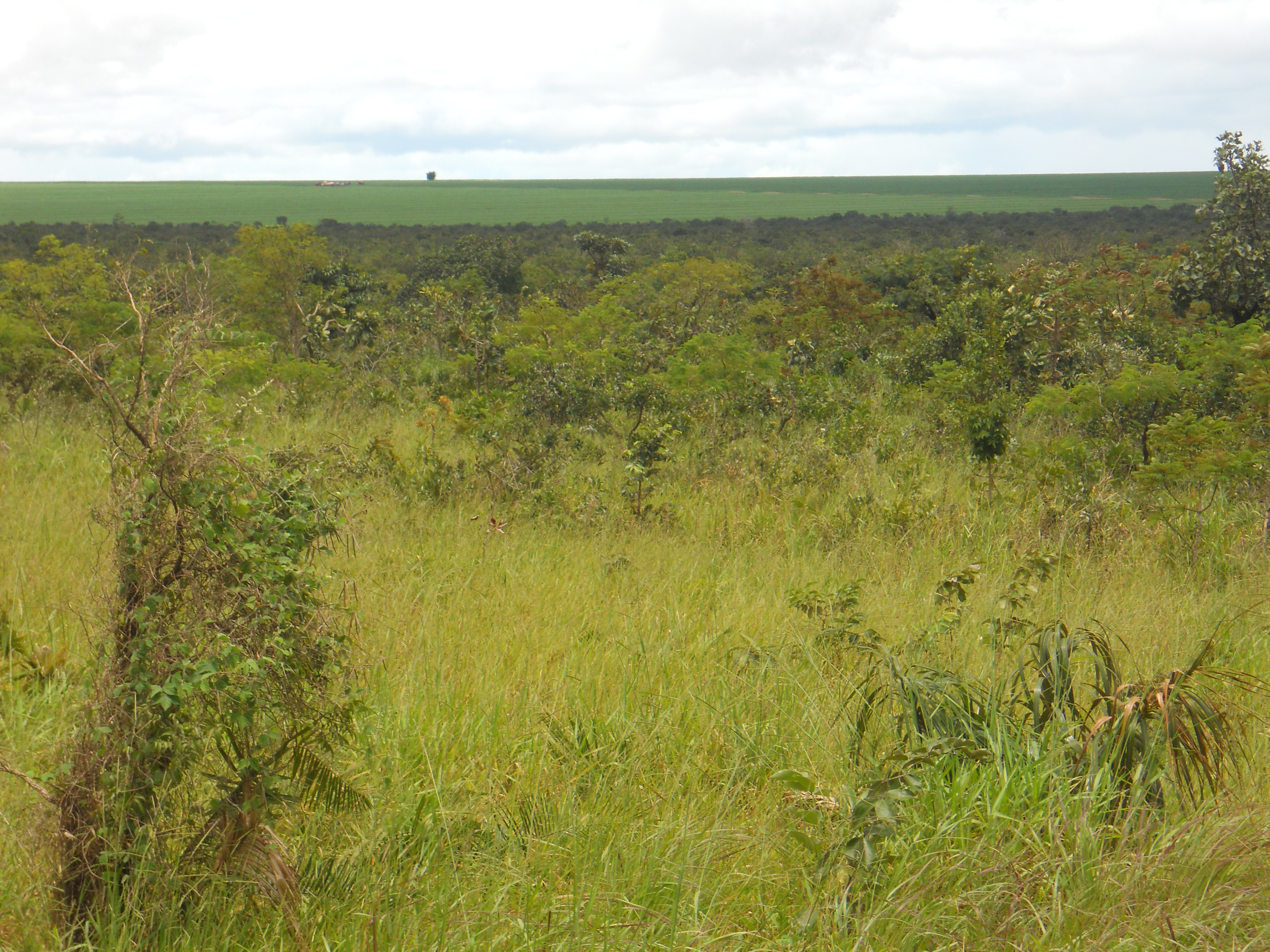 Native cerrado near Campo Novo do Parecis in western Mato Grosso, Brazil