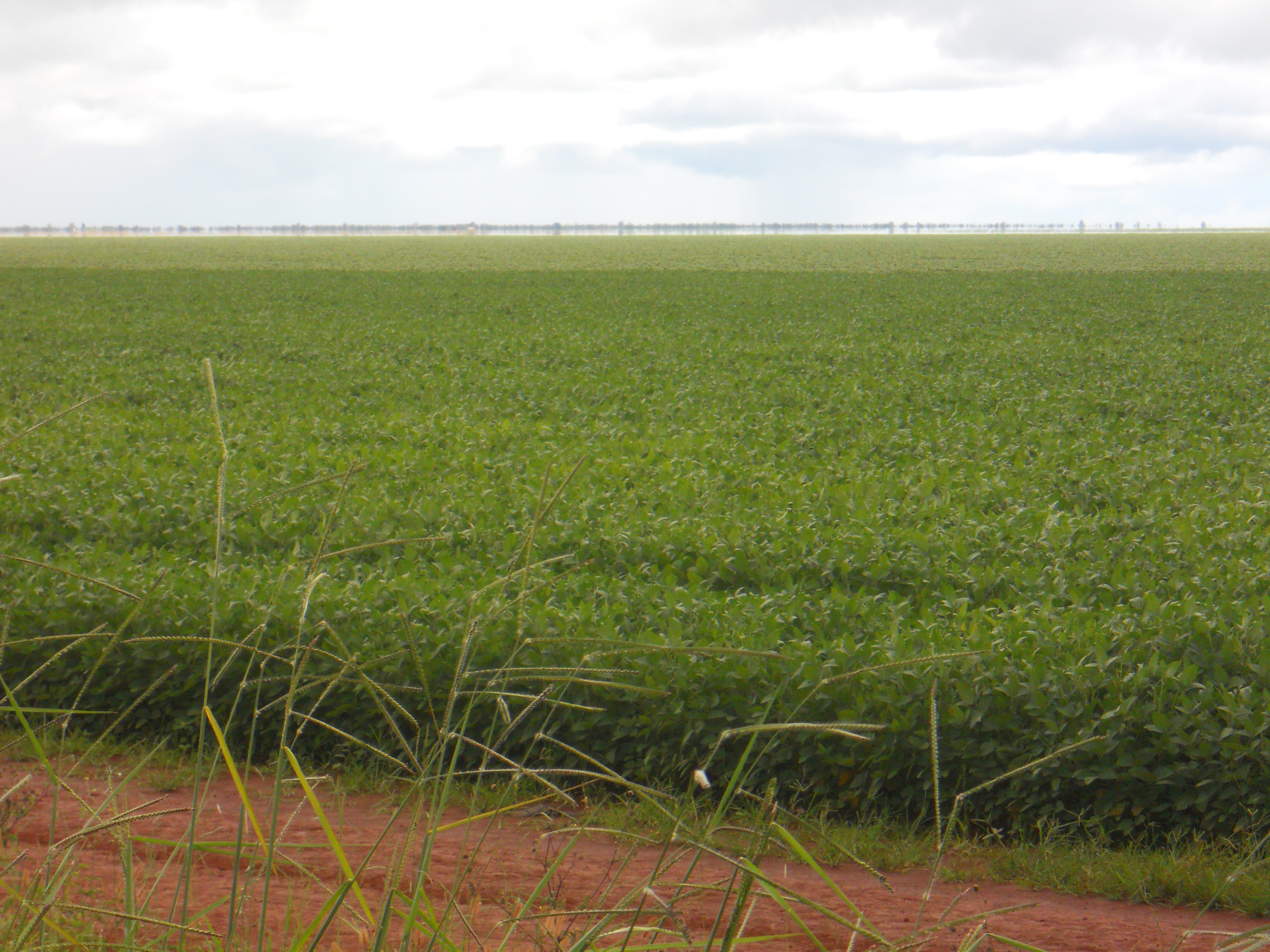 Soybean production near Campo Novo do Parecis in western Mato Grosso, Brazil